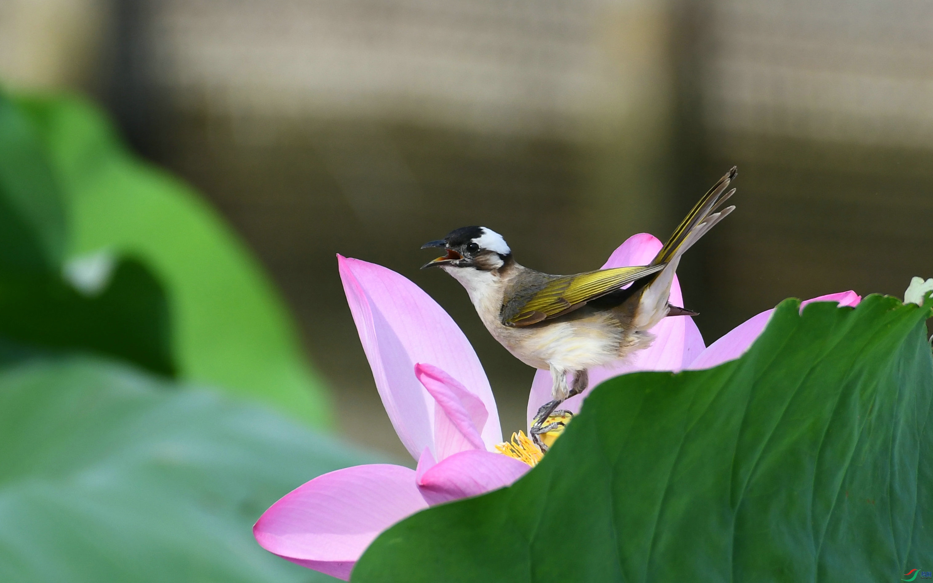 DSC_7156.JPG