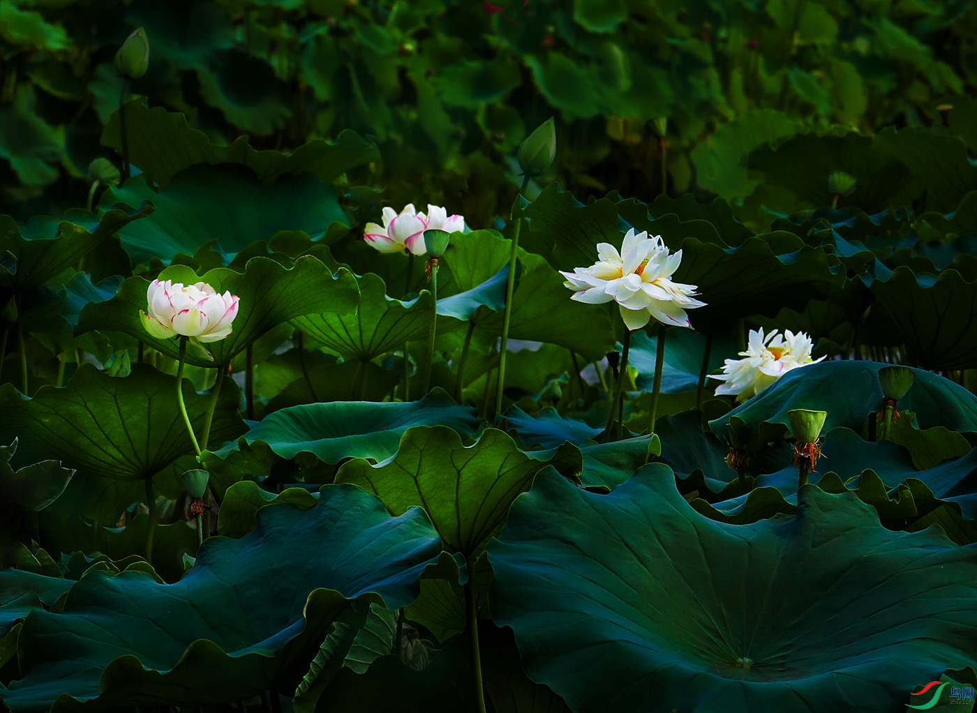 0000IMG_0007 ����1000k.jpg