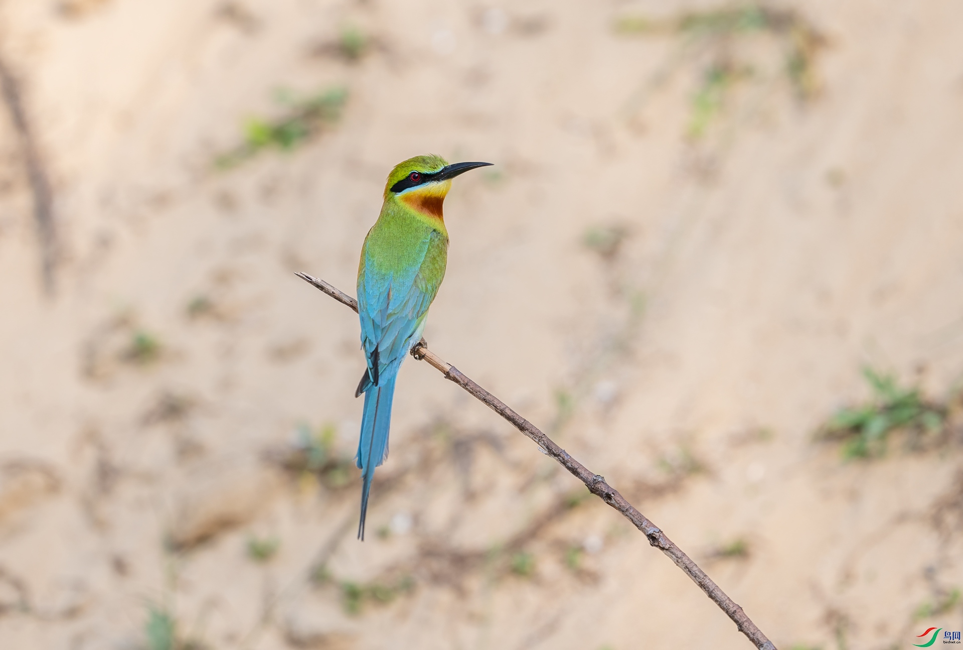 DSC_7263.jpg