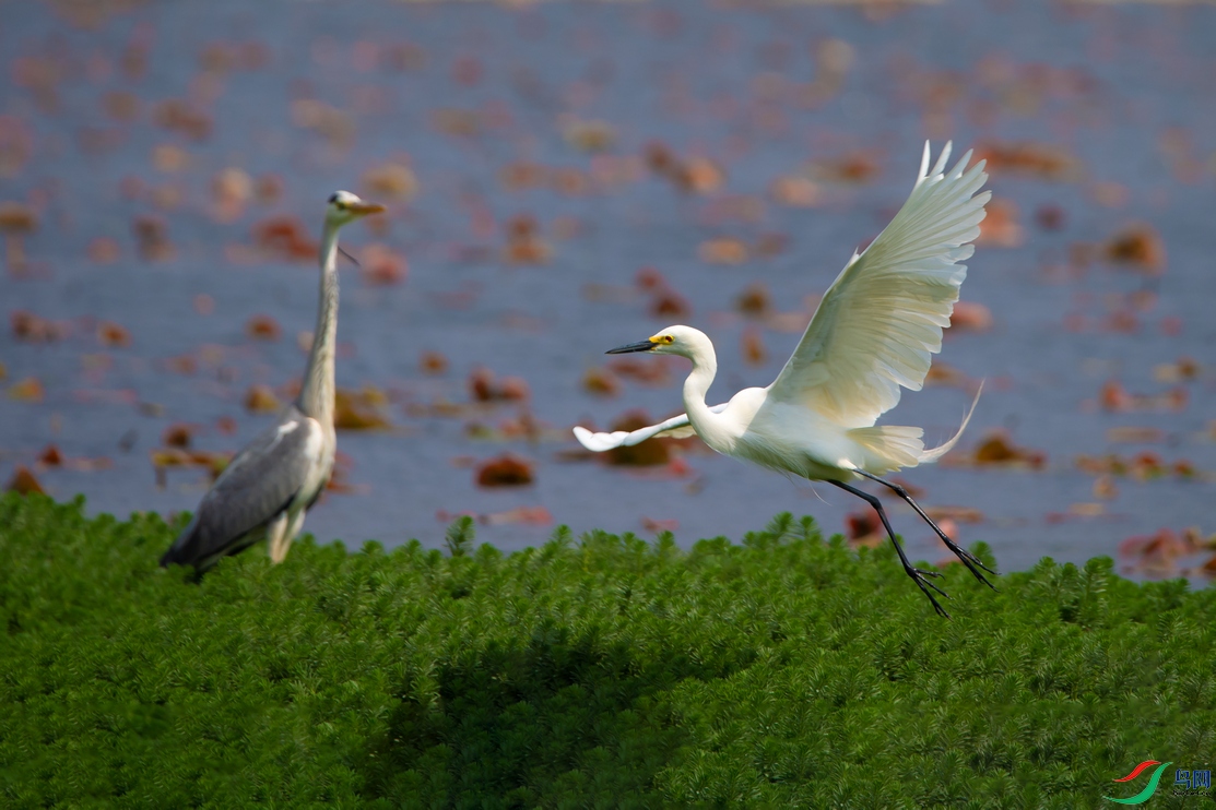 DSC_6810a.jpg