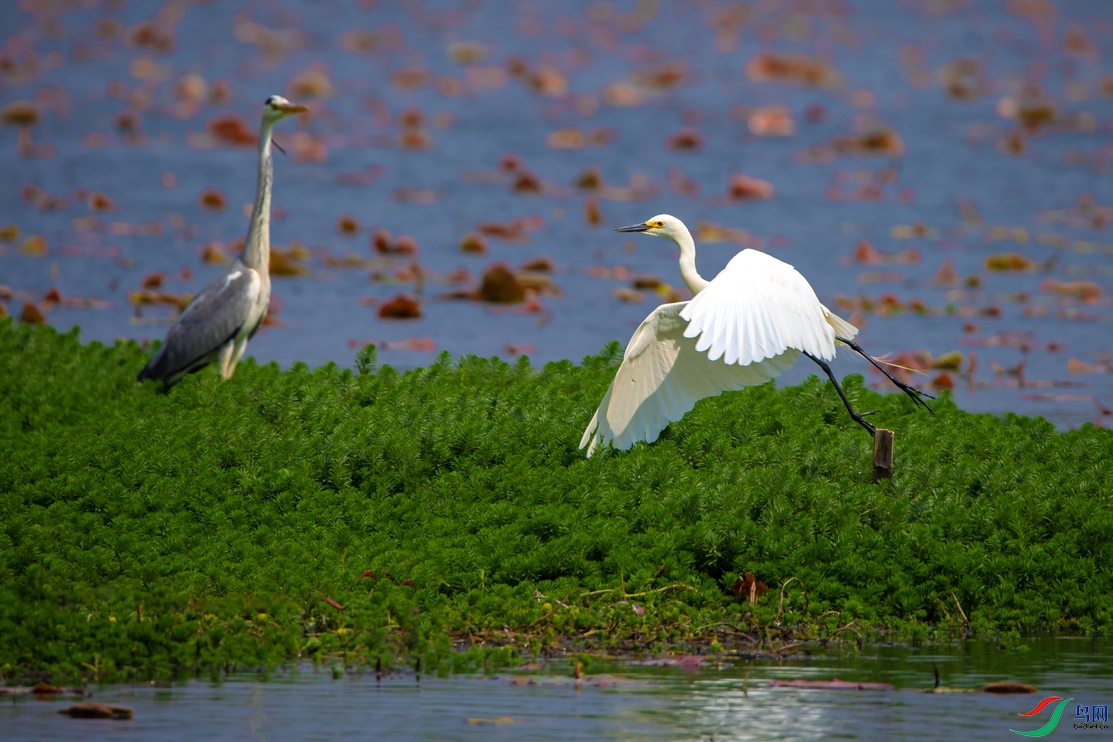 DSC_6808a.jpg