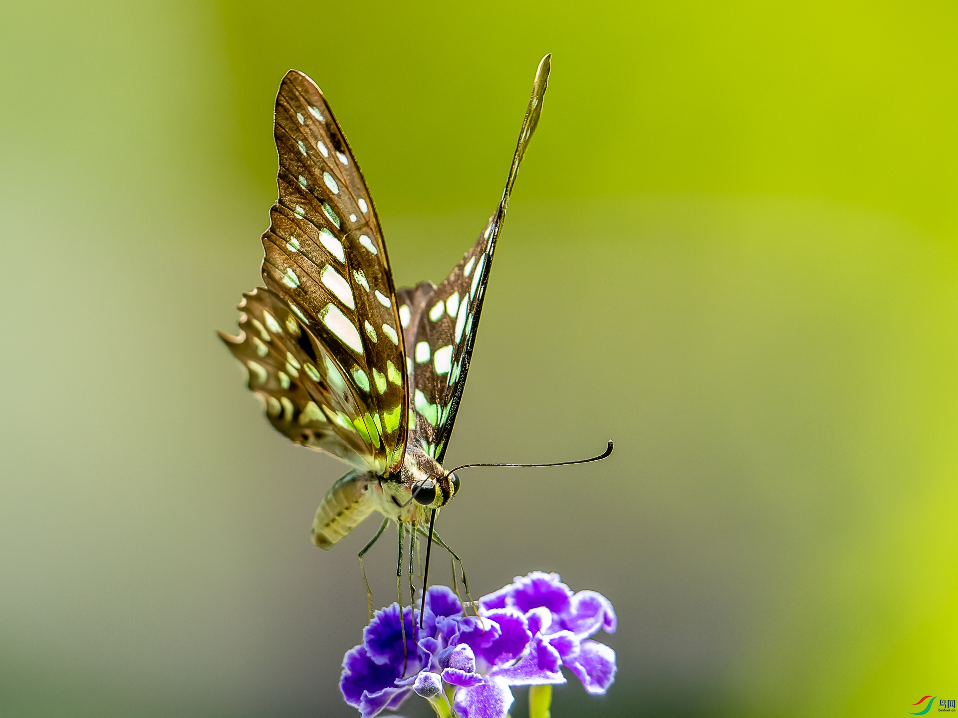 DSC06095-1.jpg