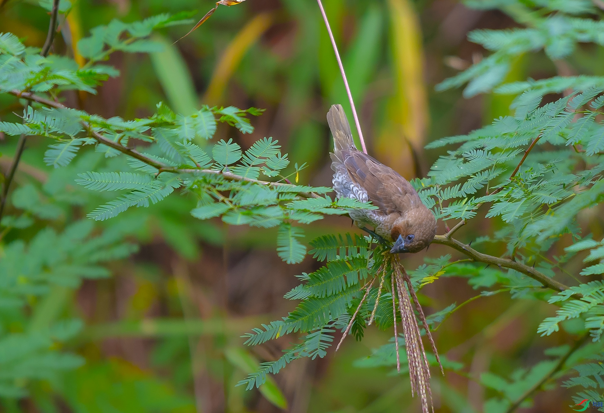 DSC_9606.JPG
