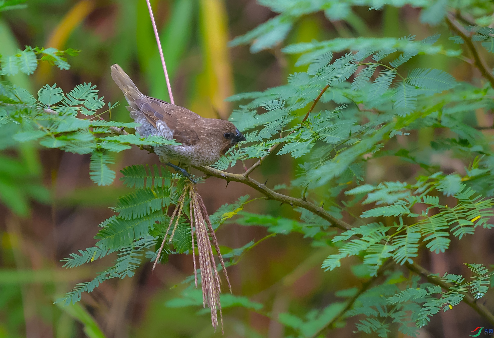 DSC_9612.JPG