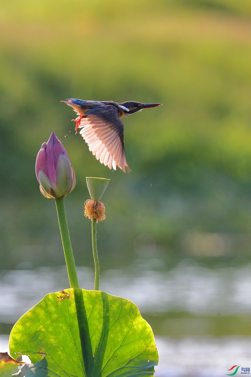 ����01-CL7I7154 - ���� (3).JPG