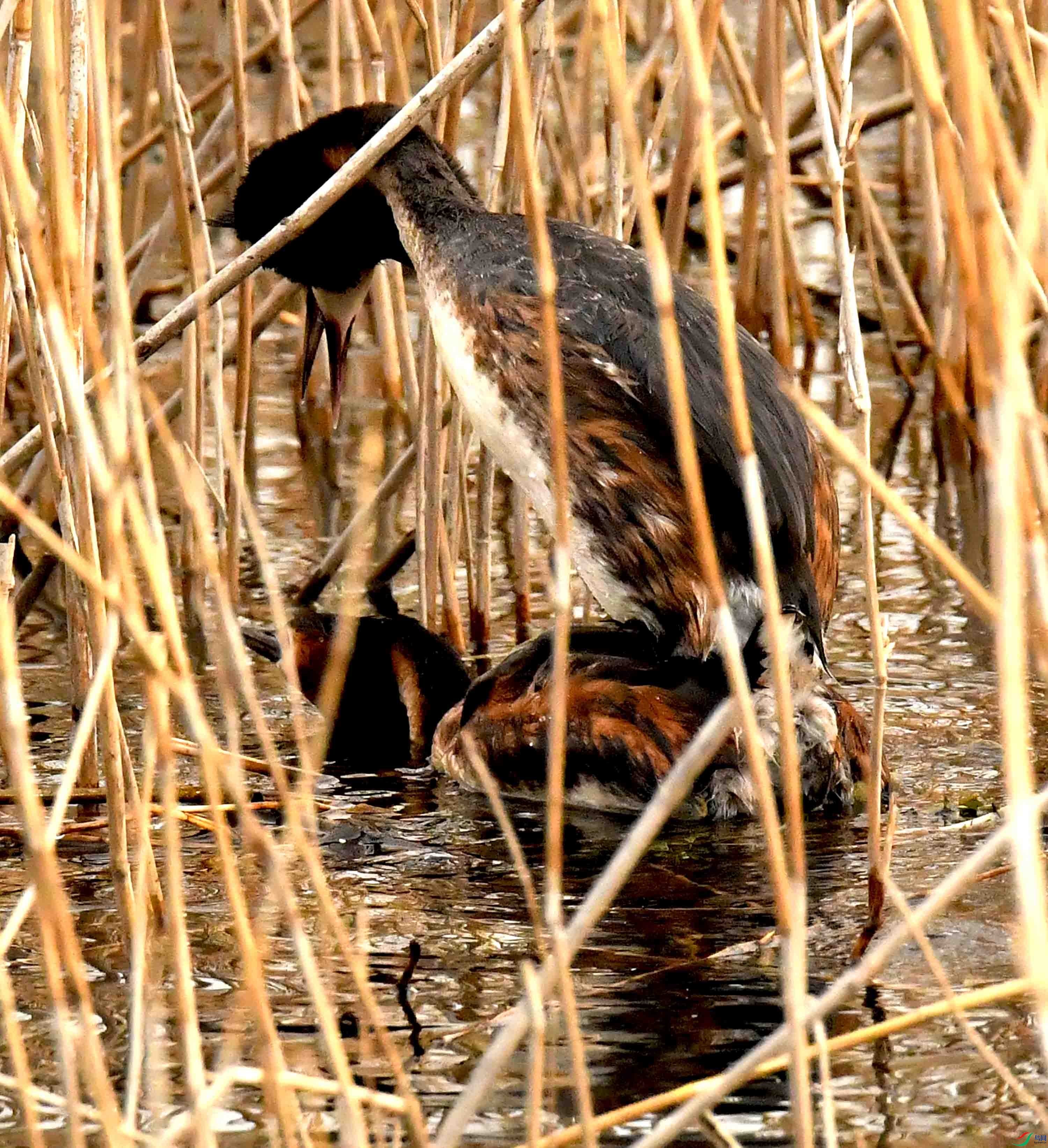 DSC_2779.JPG