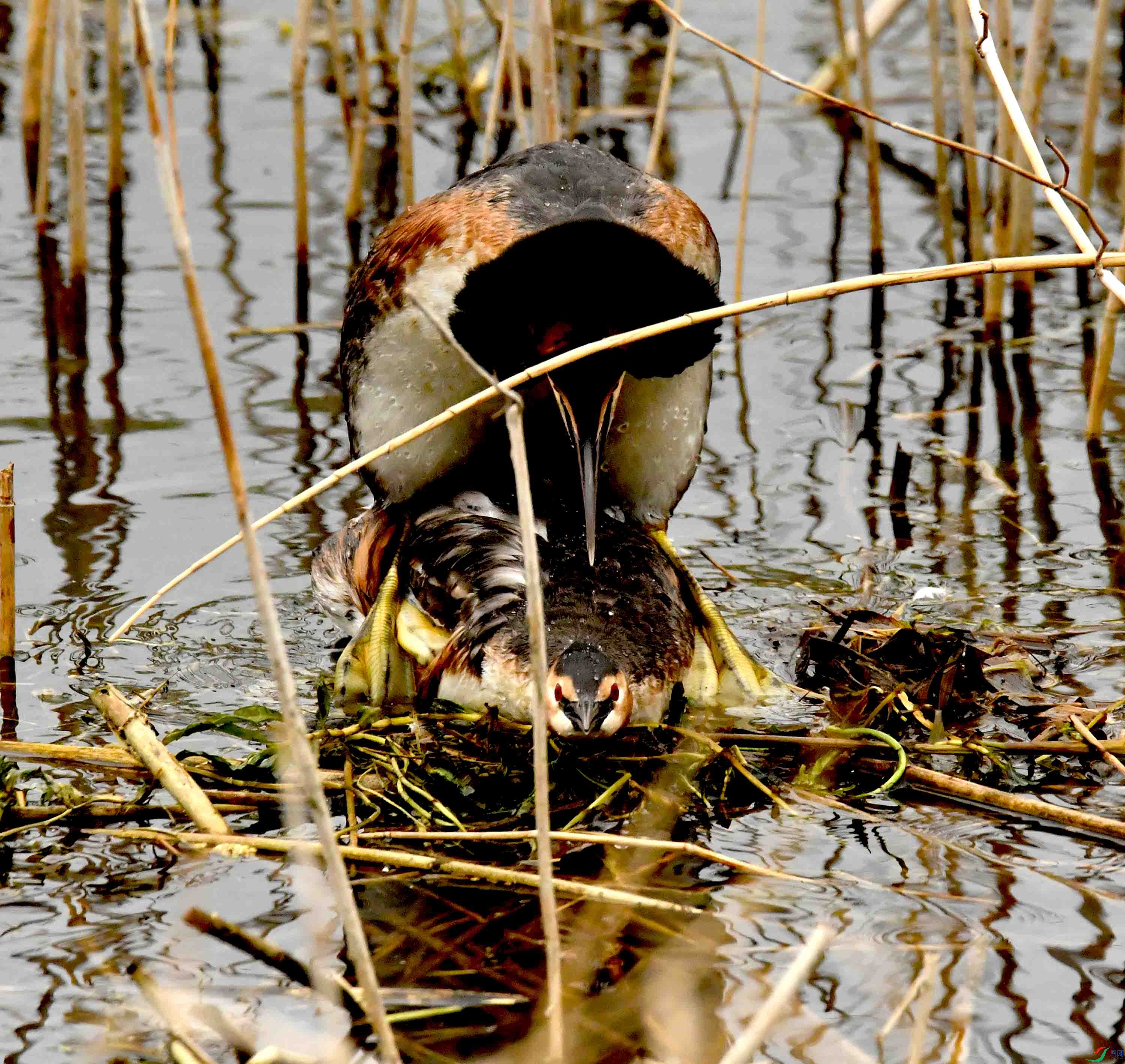 DSC_3288.JPG