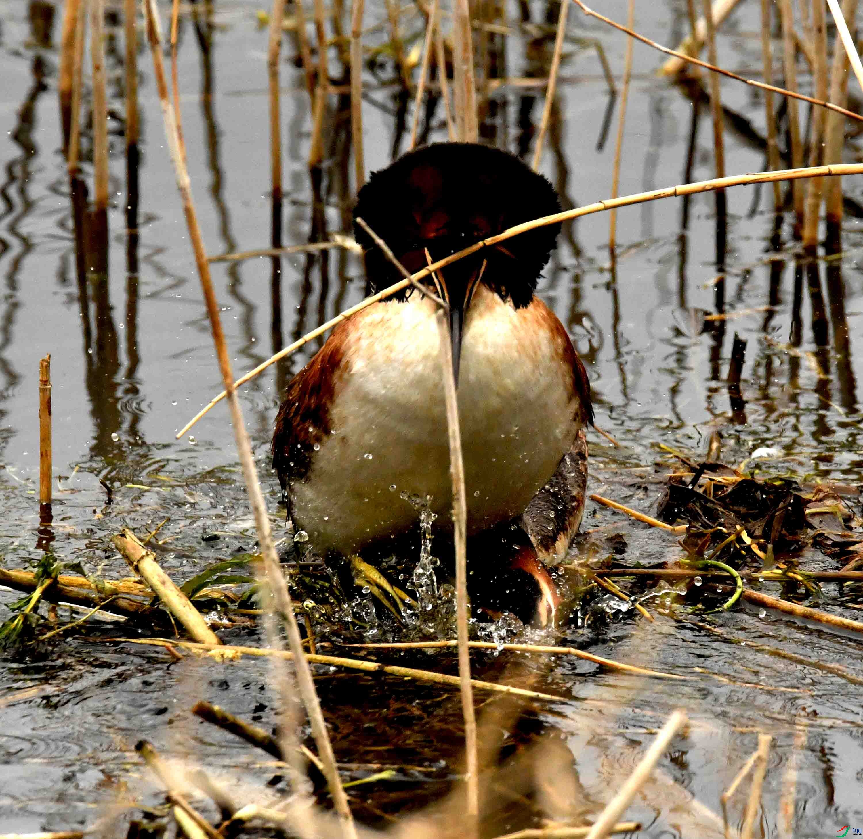 DSC_3299.JPG