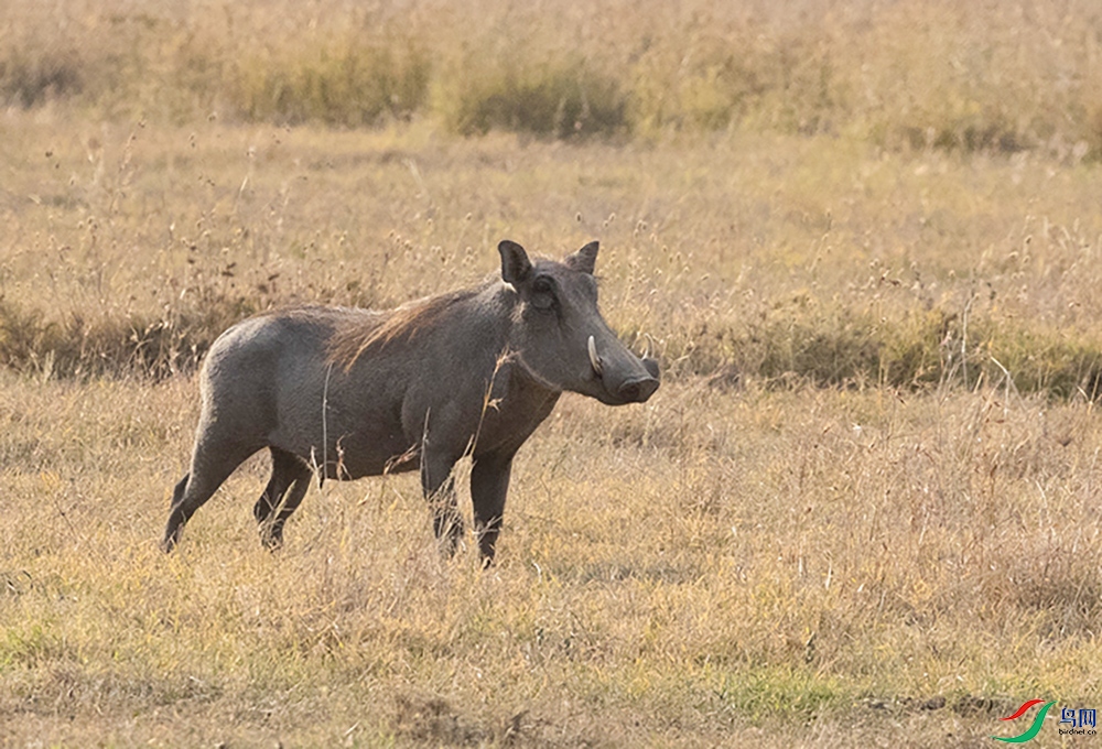 С���� (2).jpg