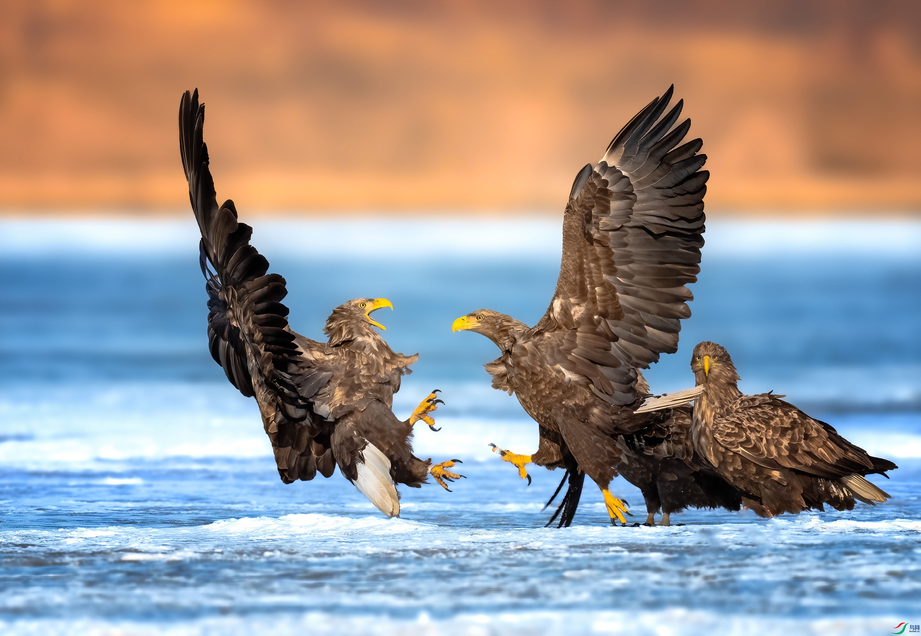 ��β����