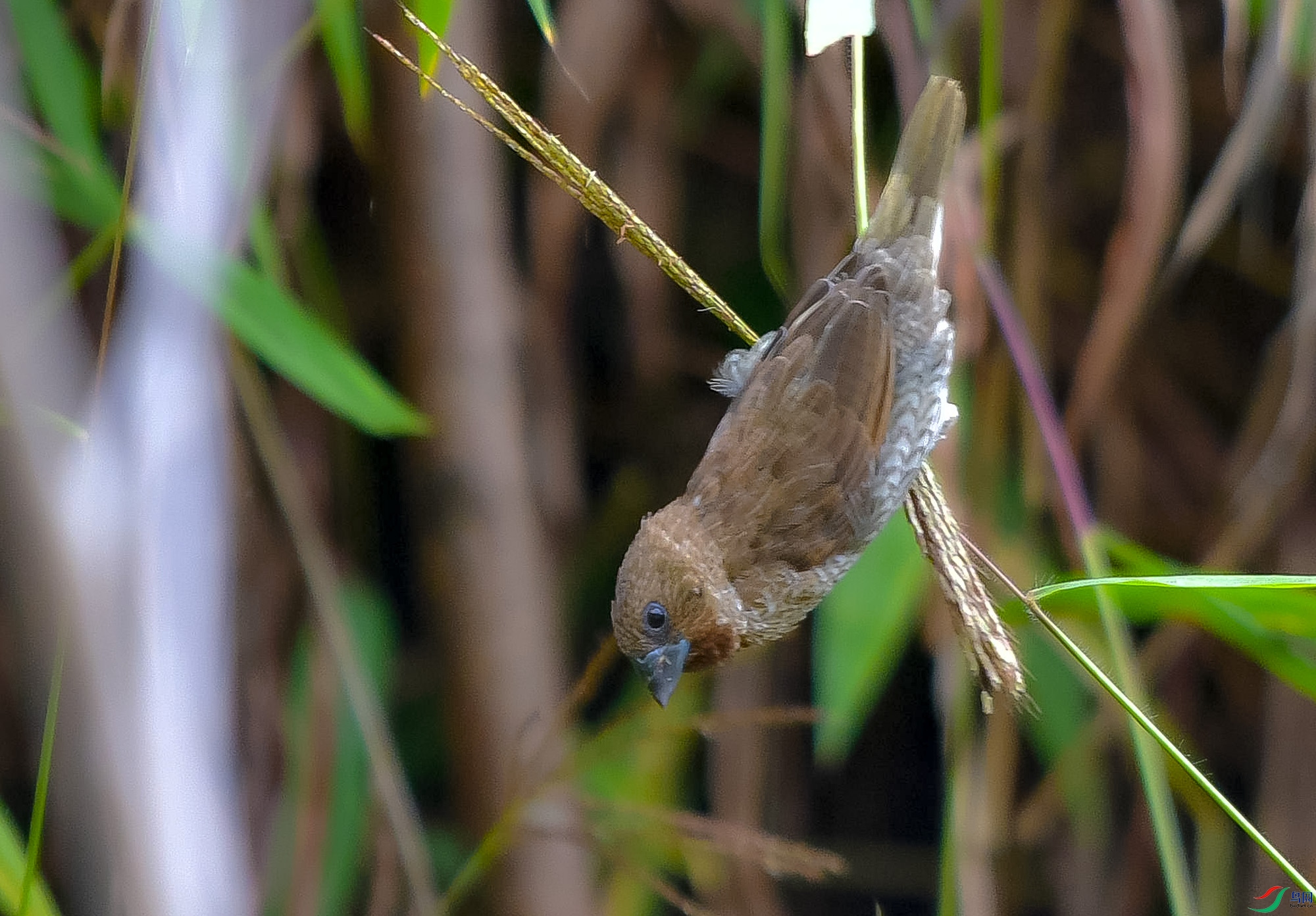 DSC_9248.JPG