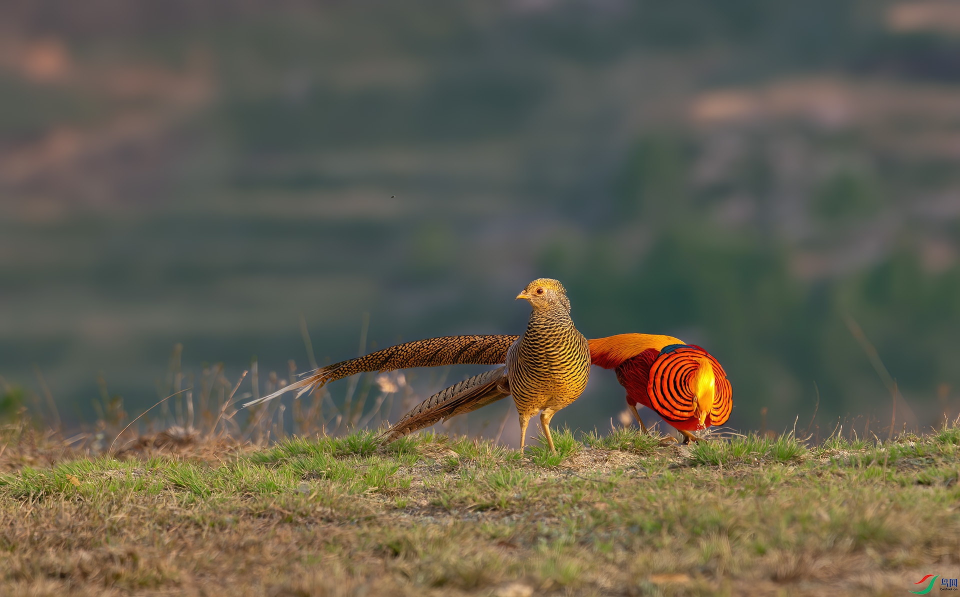 DSC_5981-1.jpg