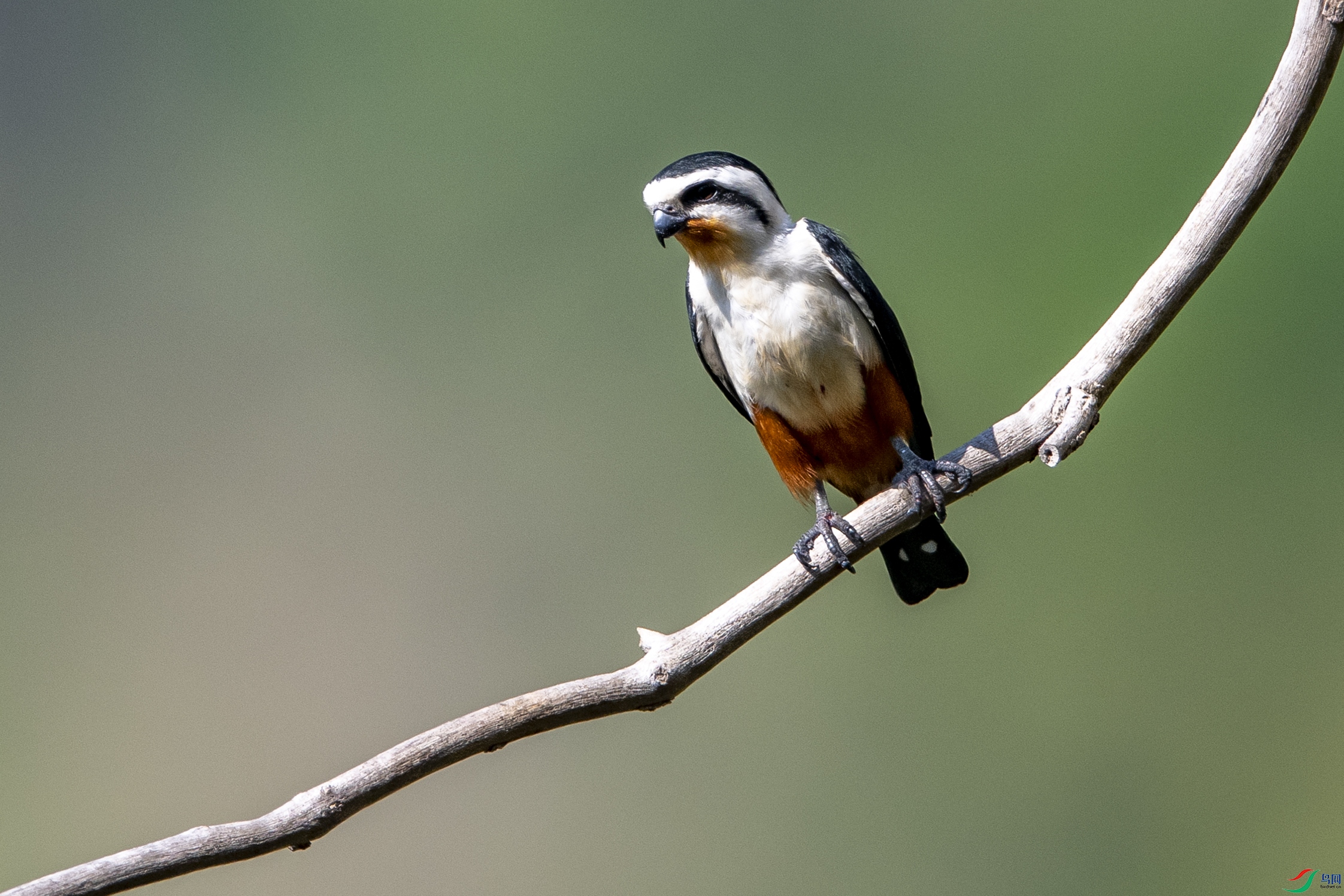 8303 ����.jpg