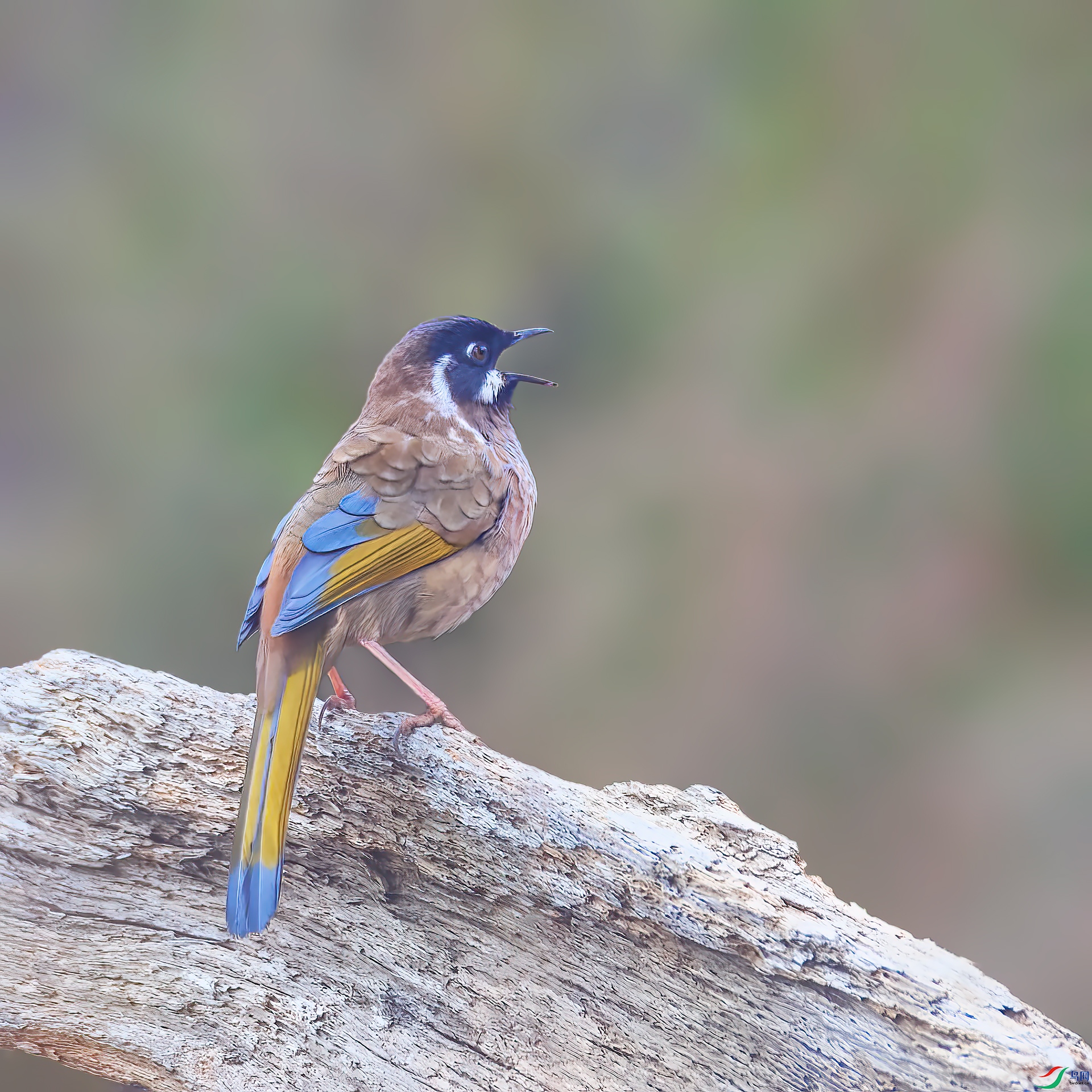 0_DSC2730-topaz-denoiseraw.jpg