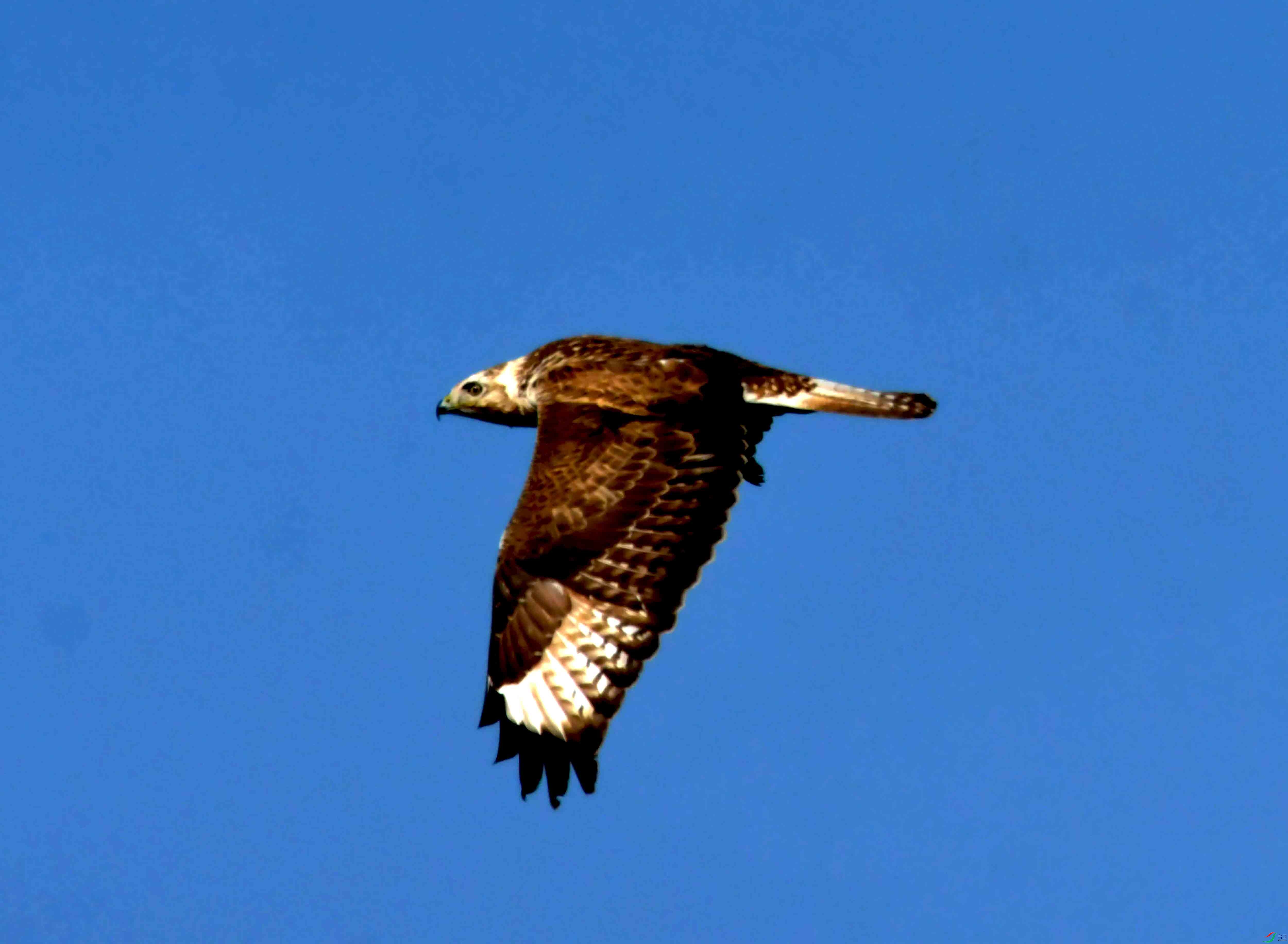 DSC_2493.JPG