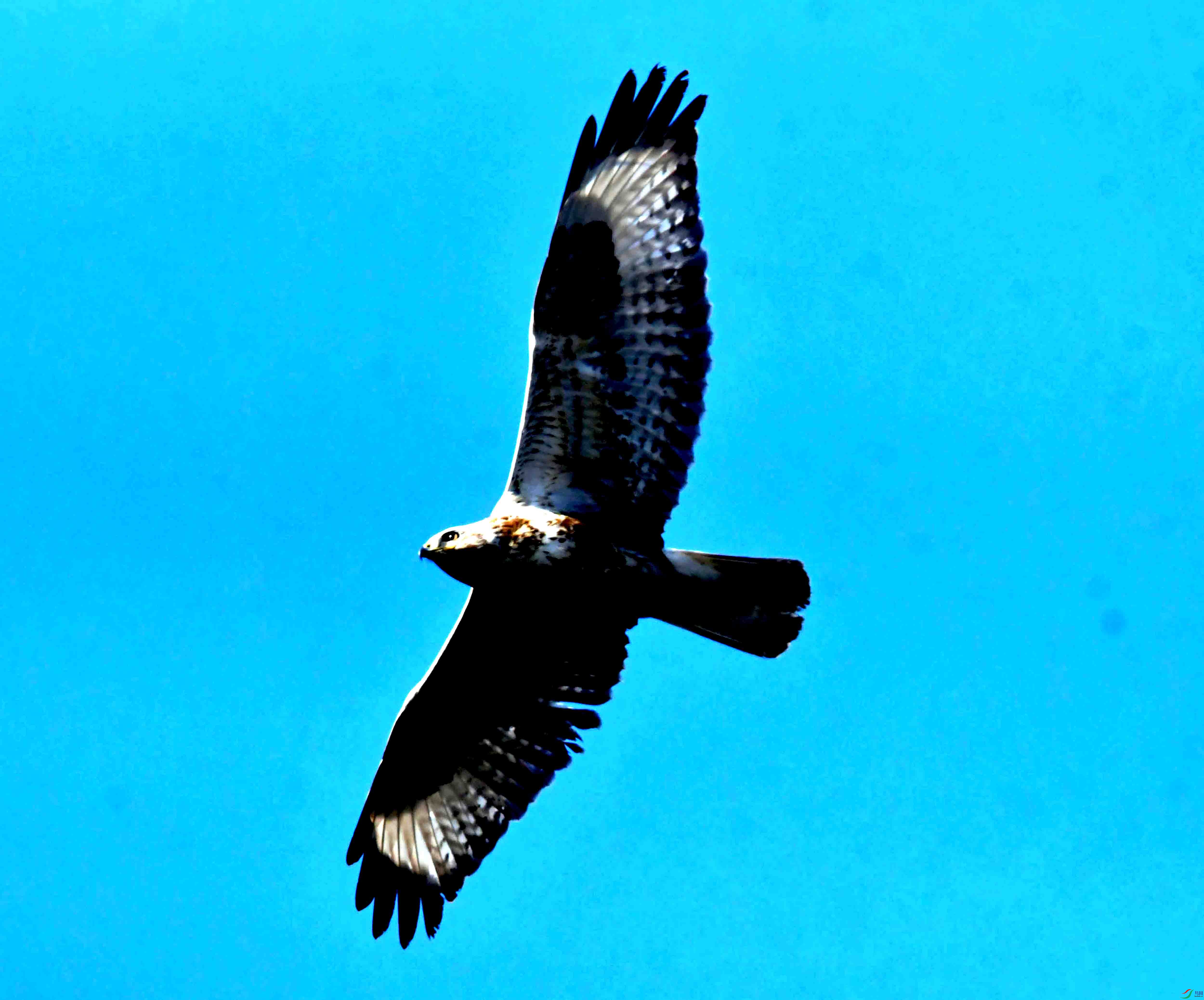 DSC_2529.JPG