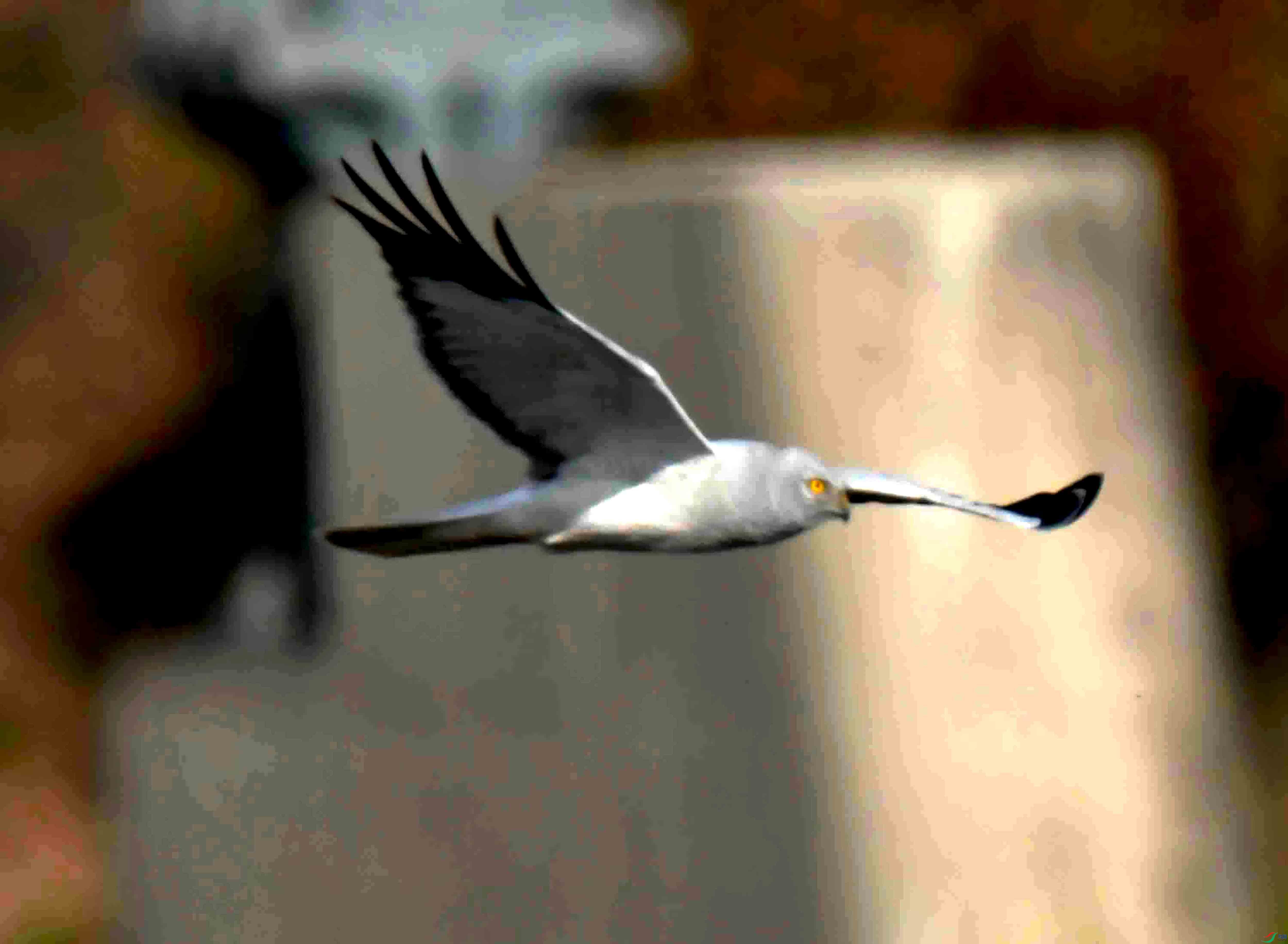 DSC_4777.JPG