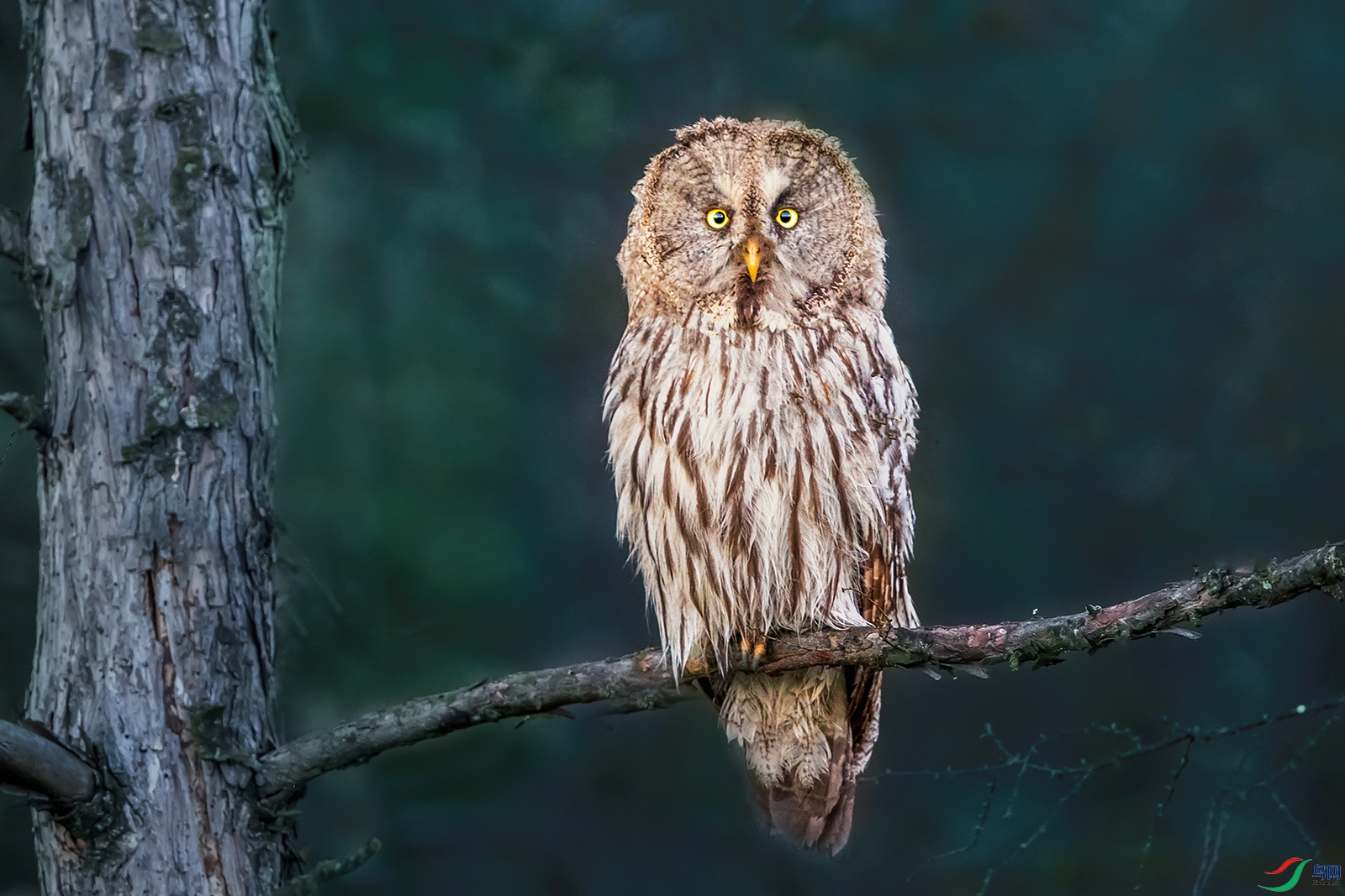 �����^----������ʿ