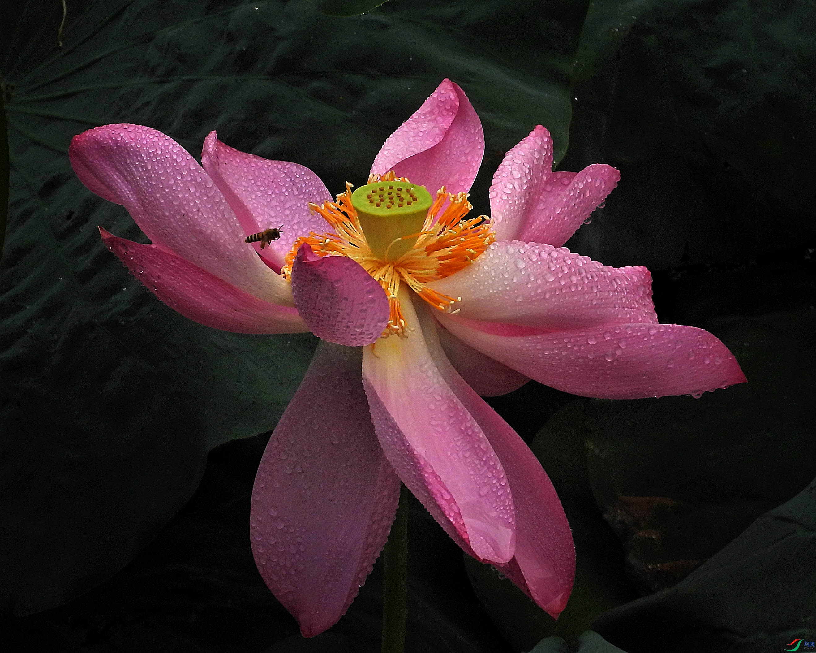 DSCN7408.JPG