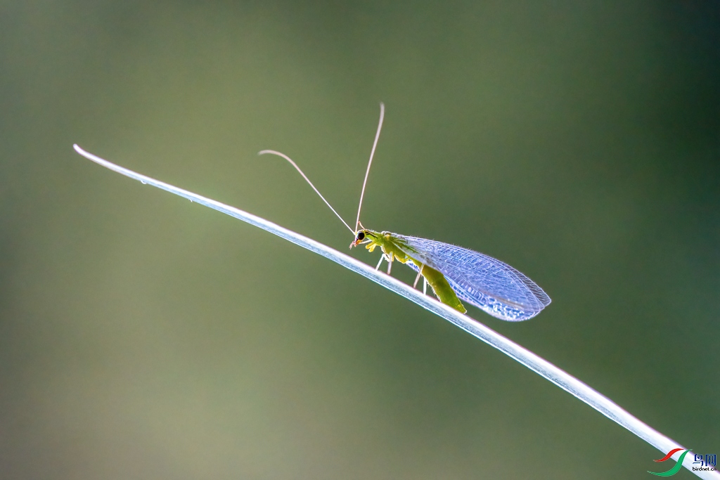 DSC09414 ���� - ����.jpg