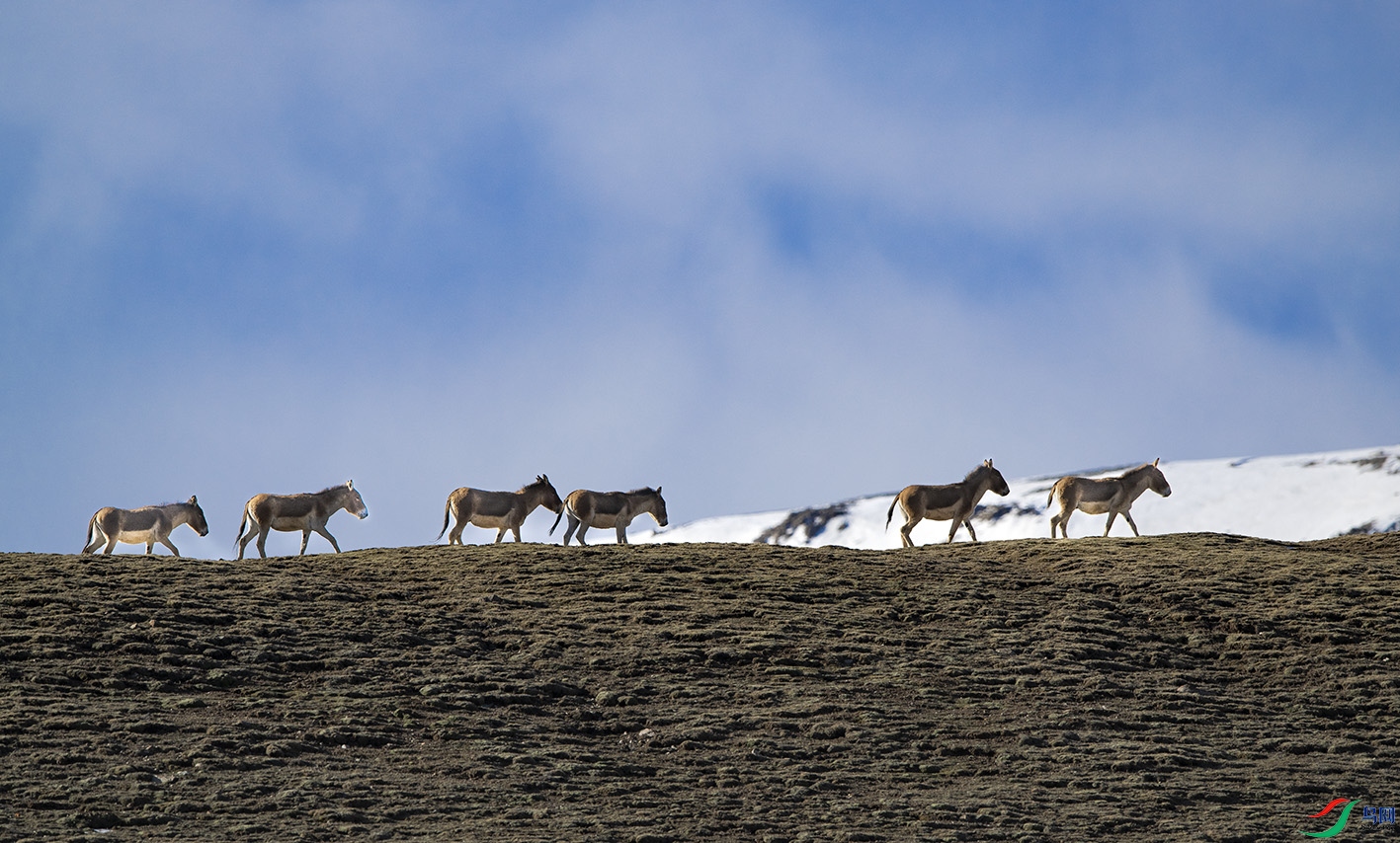 _DSC2364.jpg-2.jpg