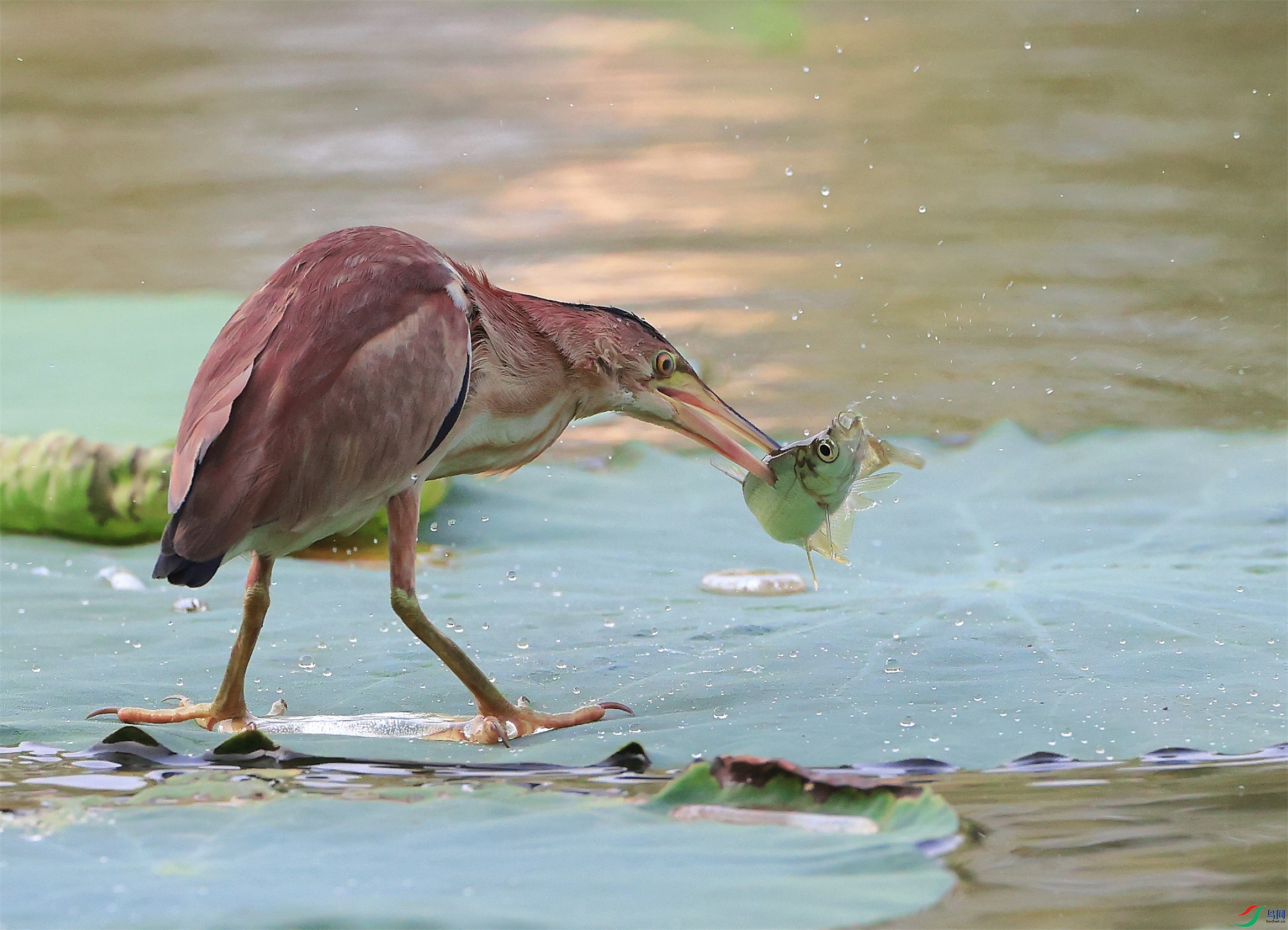 3 - ���� (4).JPG