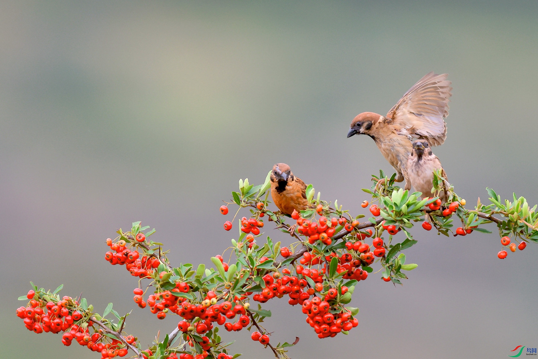 1M6A7341 ����1_����.jpg