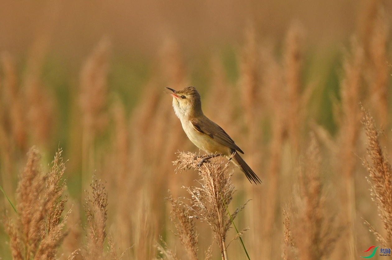 DSC_3865f_��ͼ��.jpg
