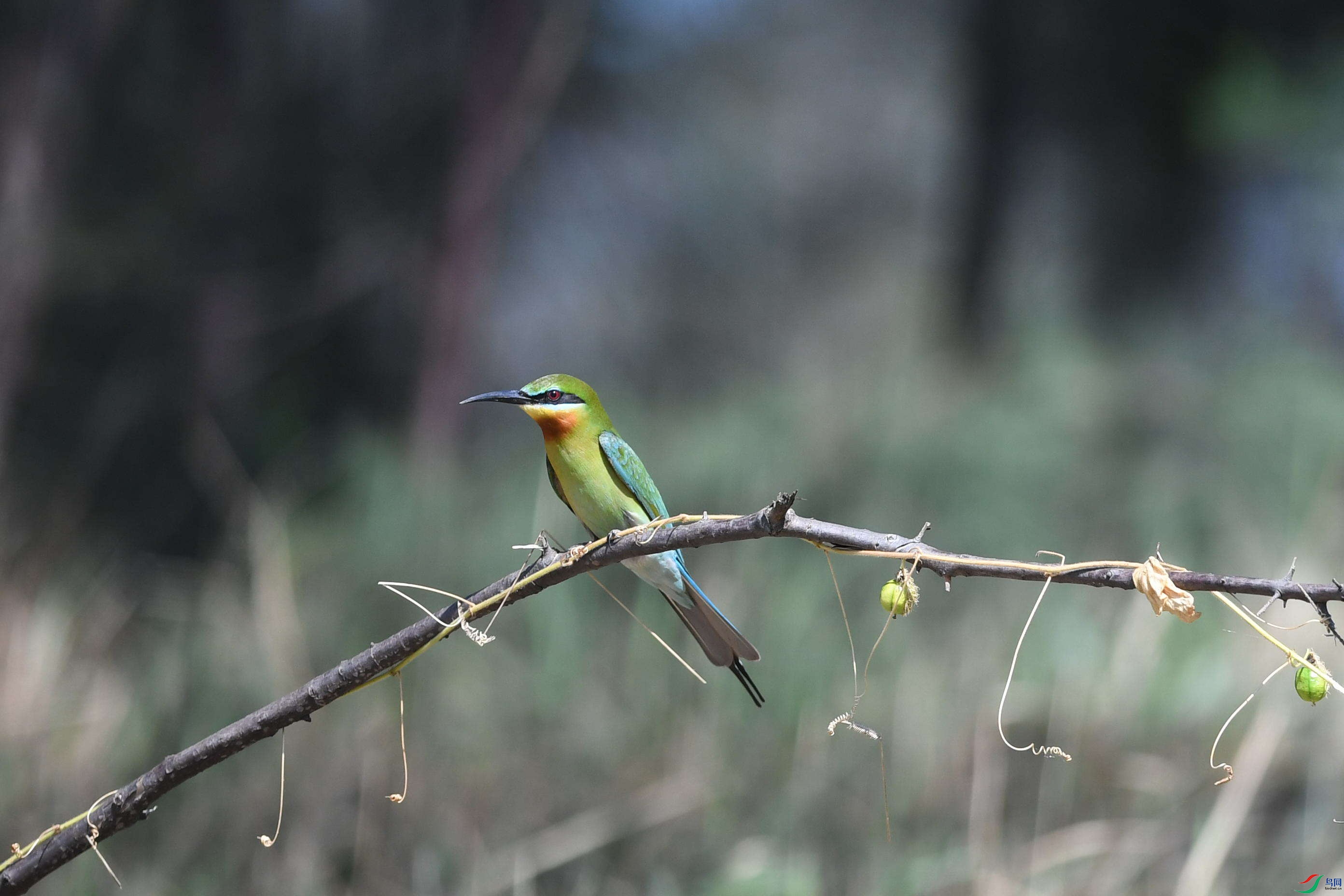 DSC_4700_���� - ����.jpg