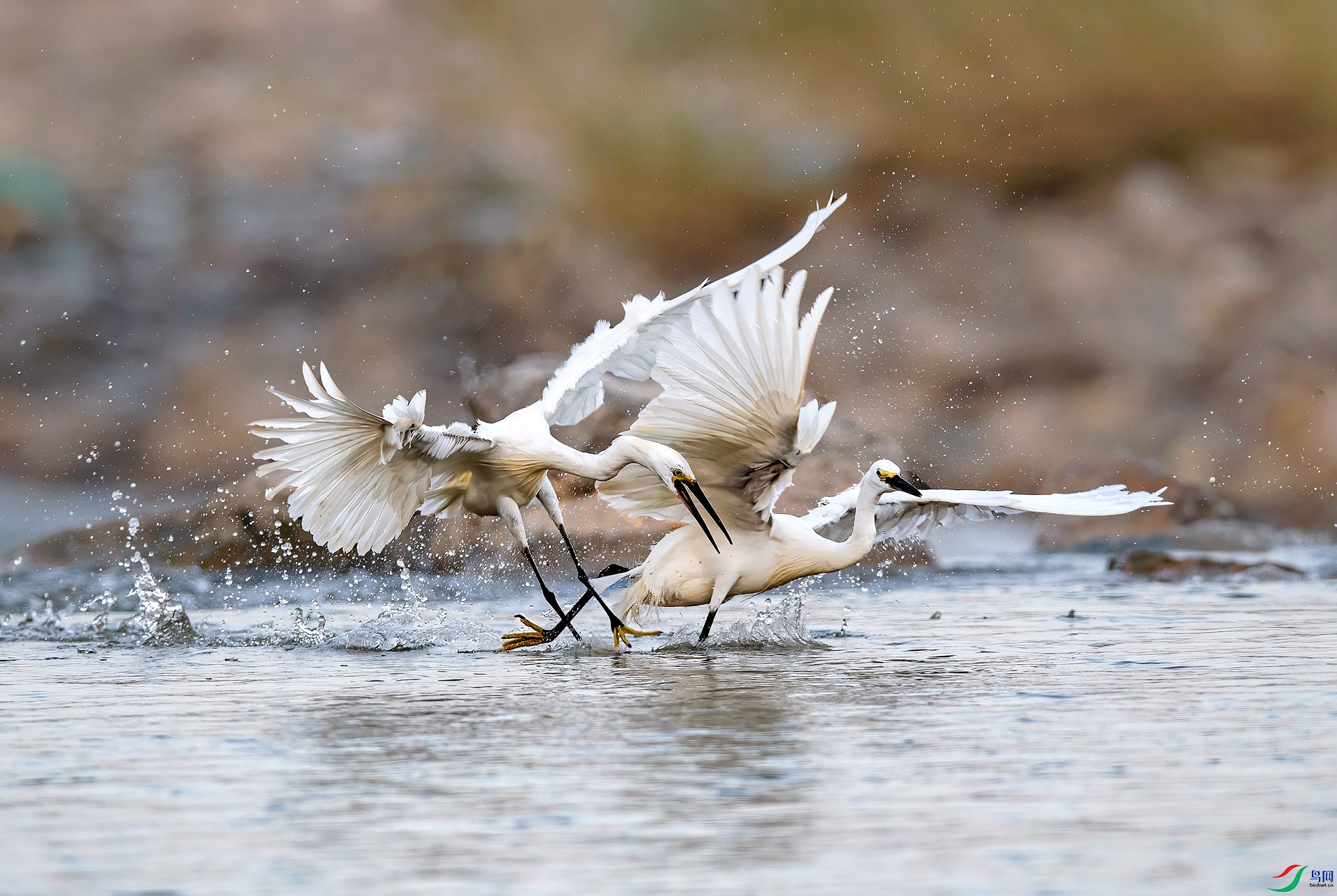 DSC_8591 ����c_����_����.jpg