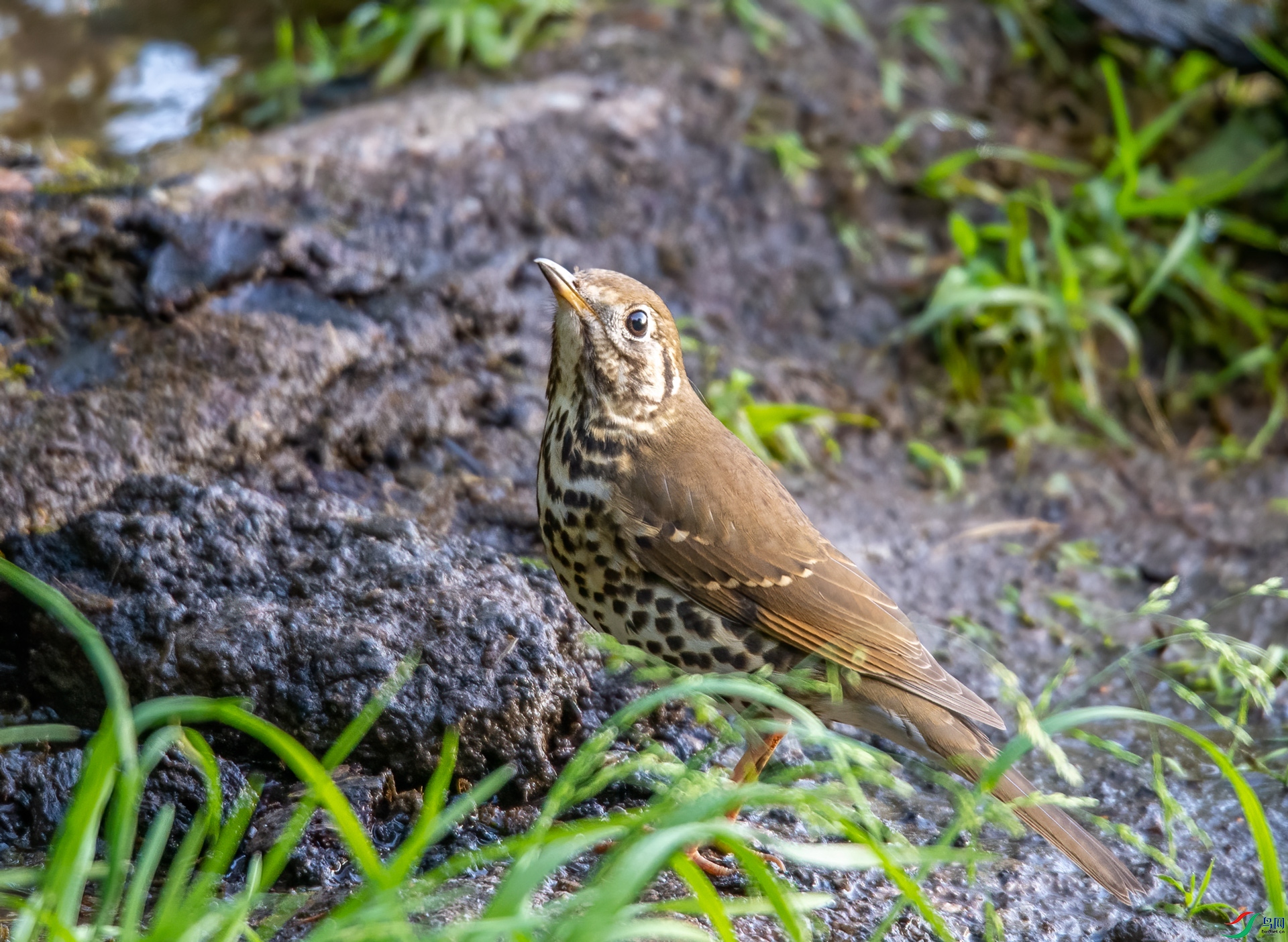 DSC_4118.jpg