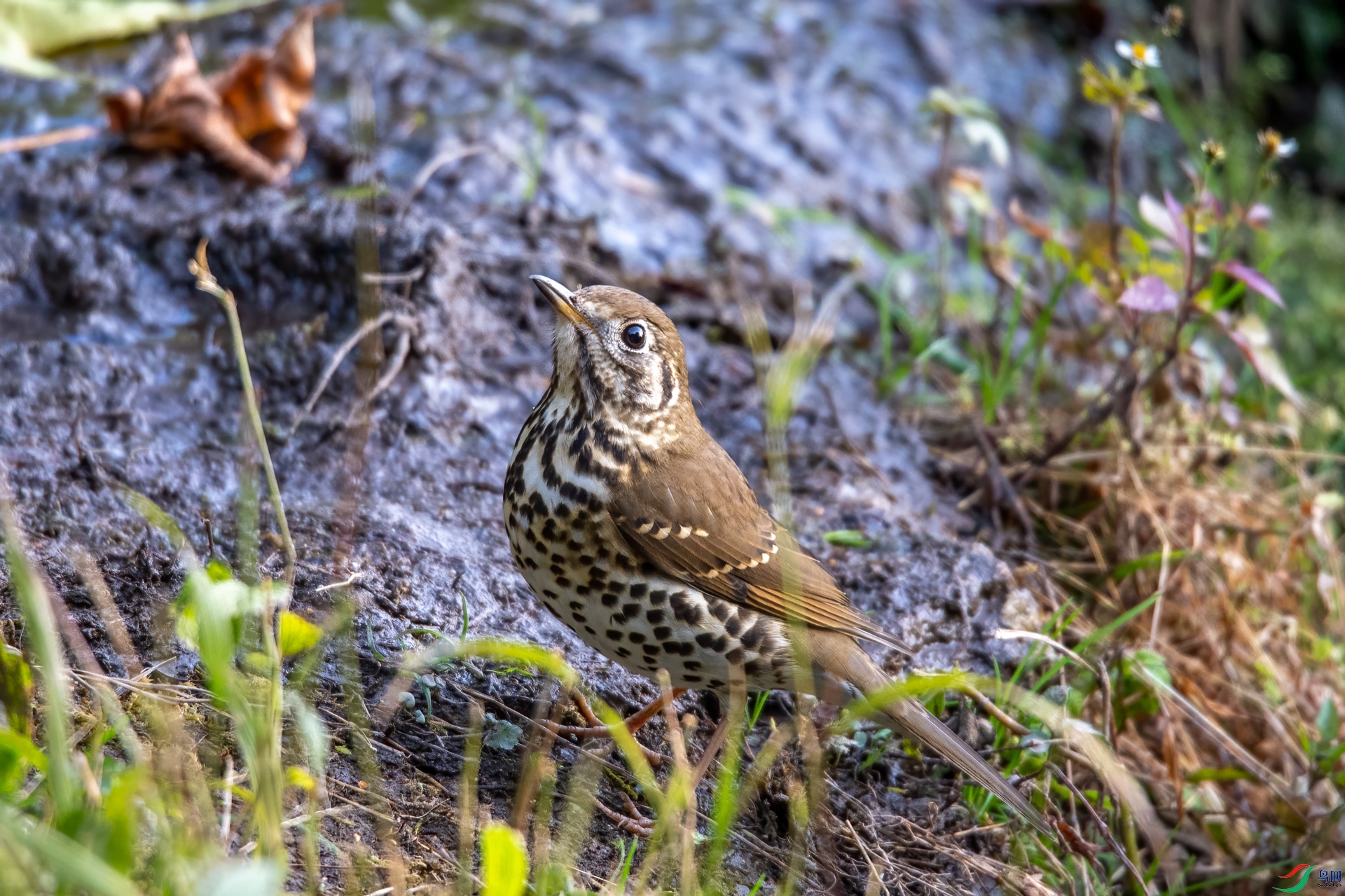 DSC_4117.jpg
