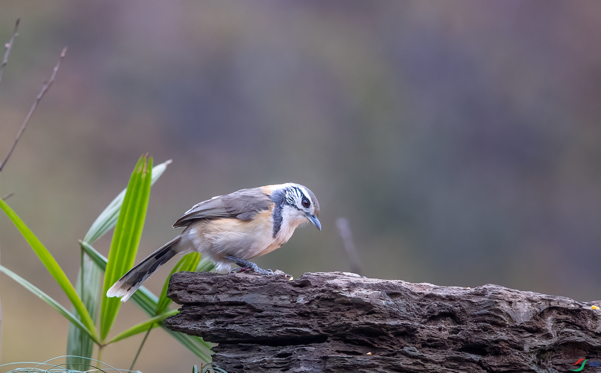 DSC_3667.jpg