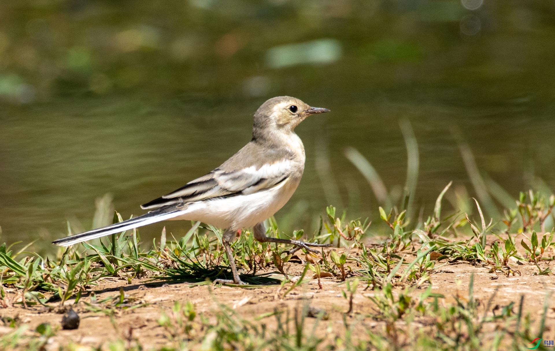 DSC_7349.jpg