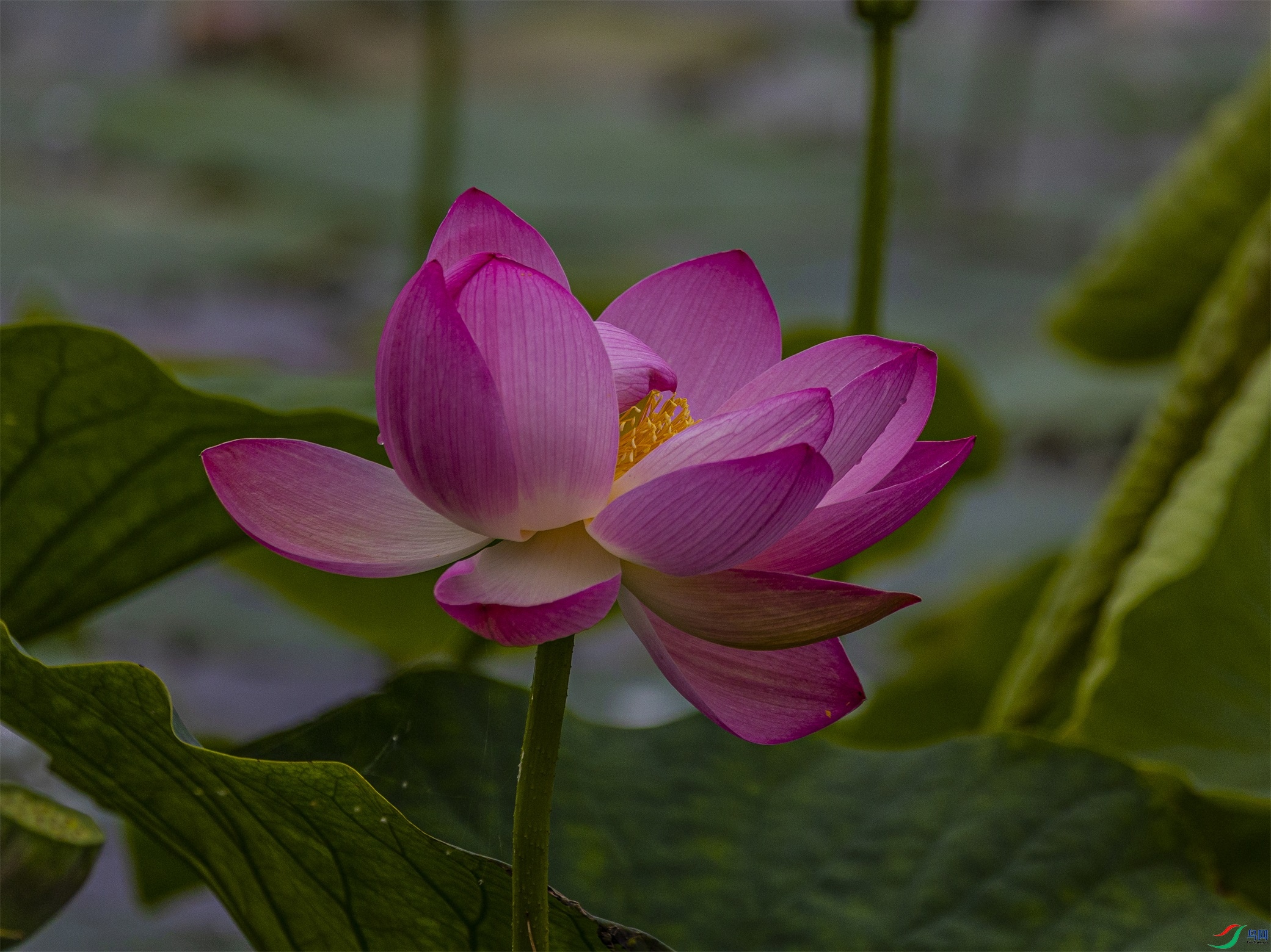 1K3A4534 ����1.jpg