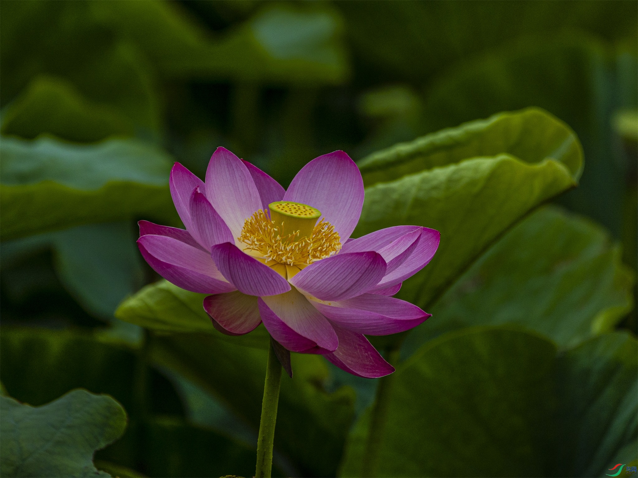 1K3A4547 ����1.jpg