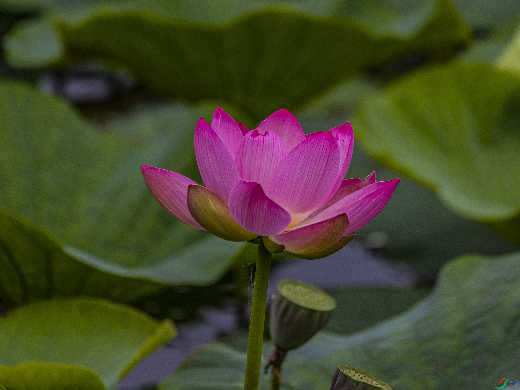 1K3A4530 ����1.jpg