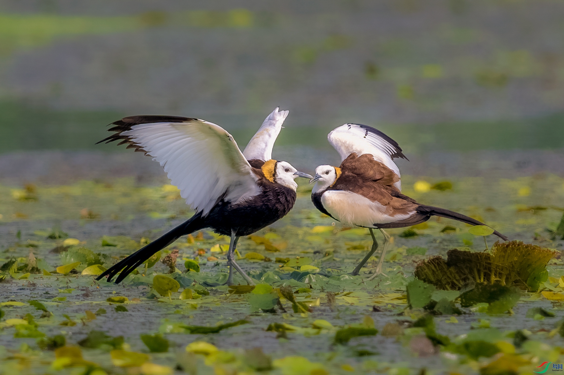 _DSC4382-����ǿ-NR (1).jpg