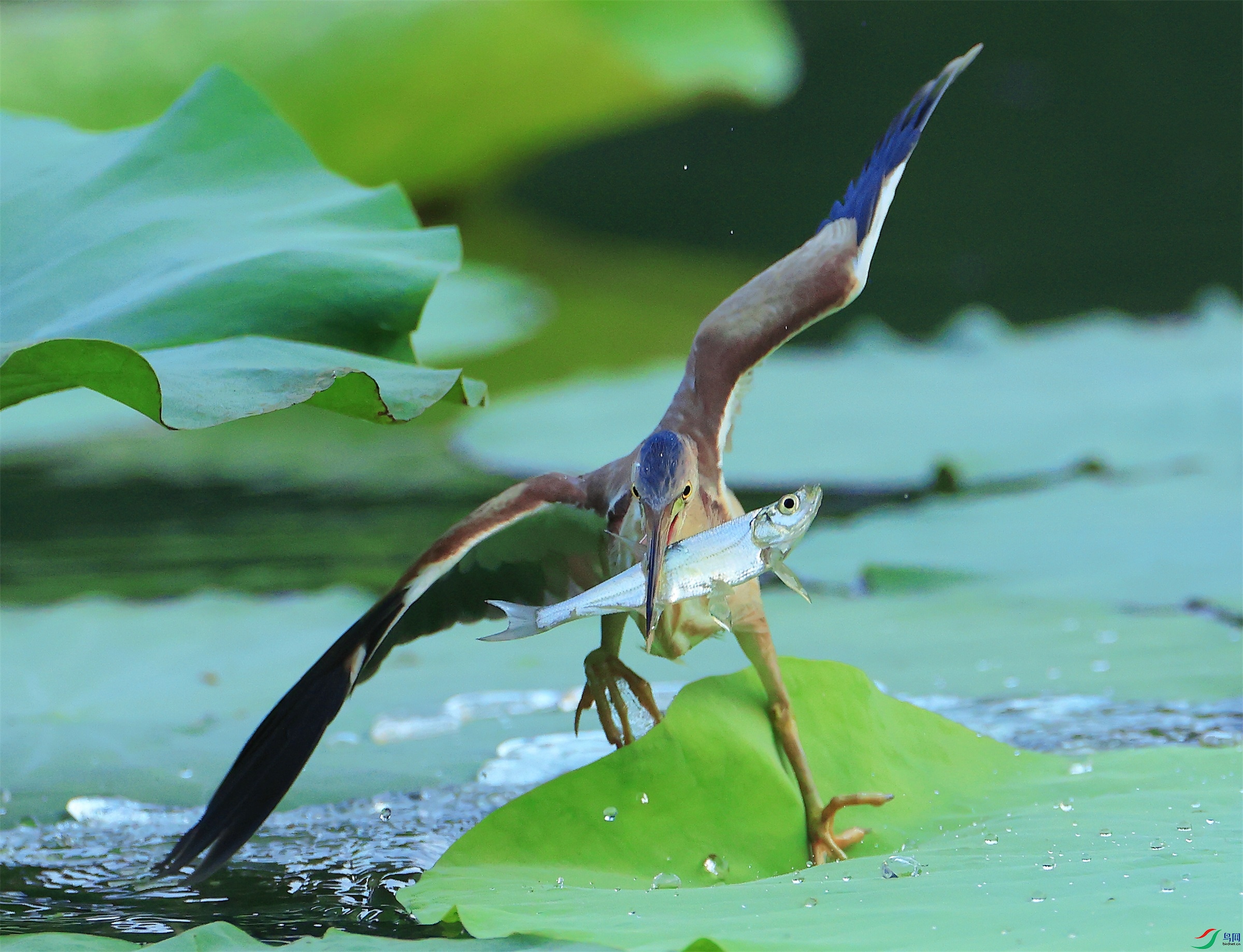 1 - ���� (5).JPG