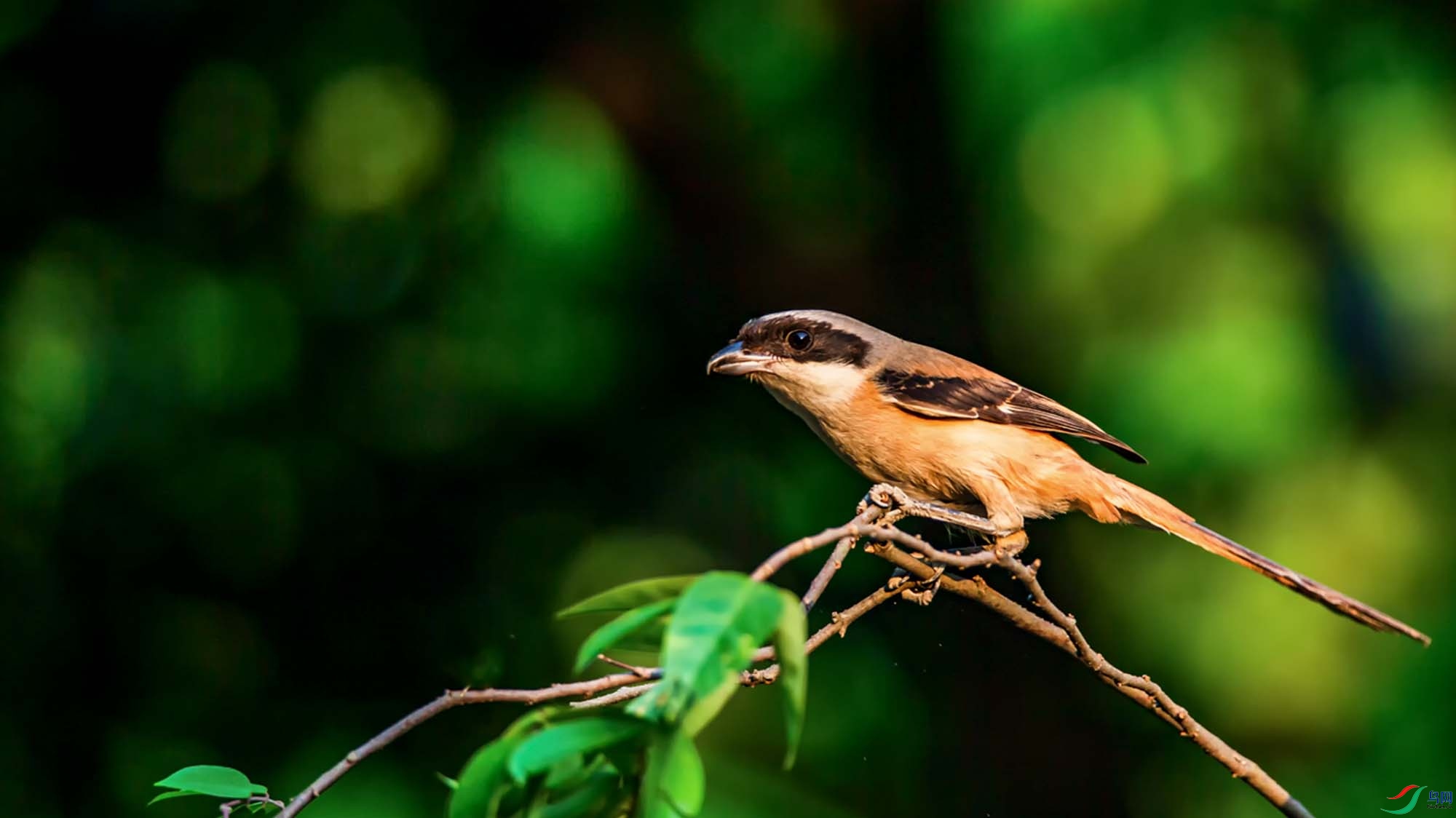 �ر�����