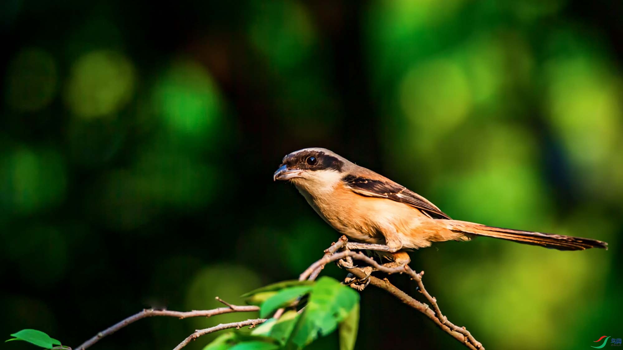 �ر�����