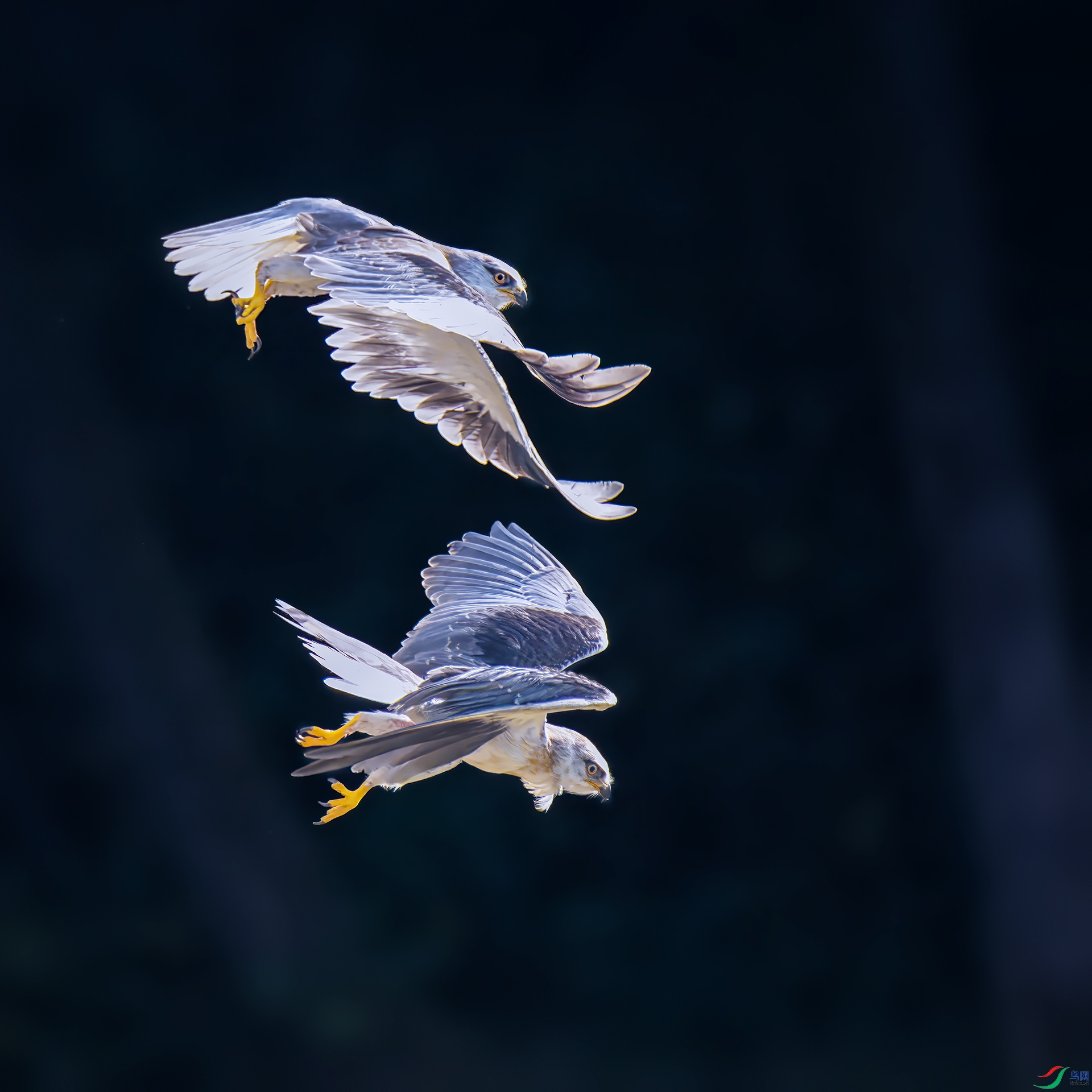 0_D851983-topaz-denoiseraw.jpg