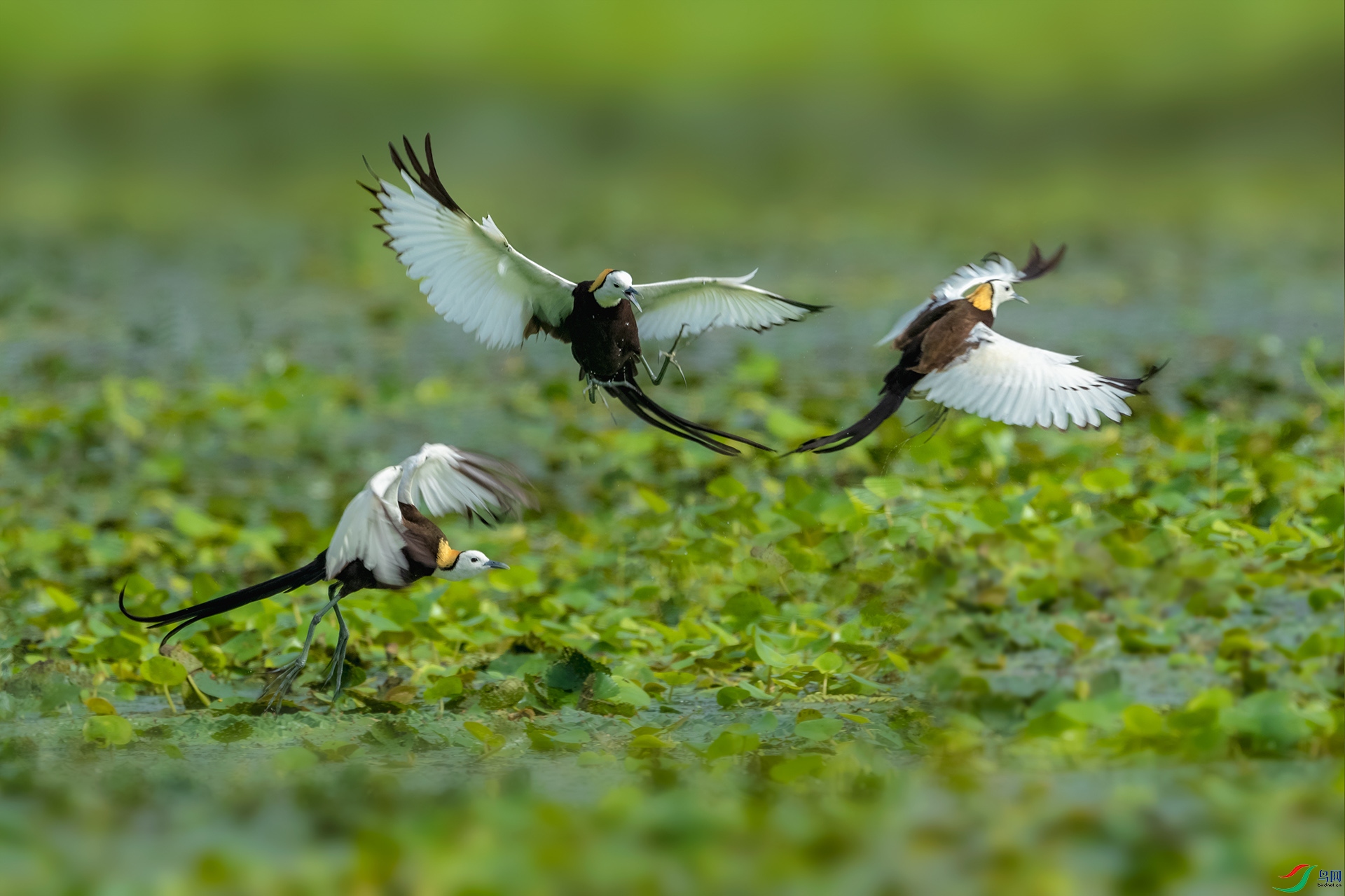 _DSC0444 - ����.jpg