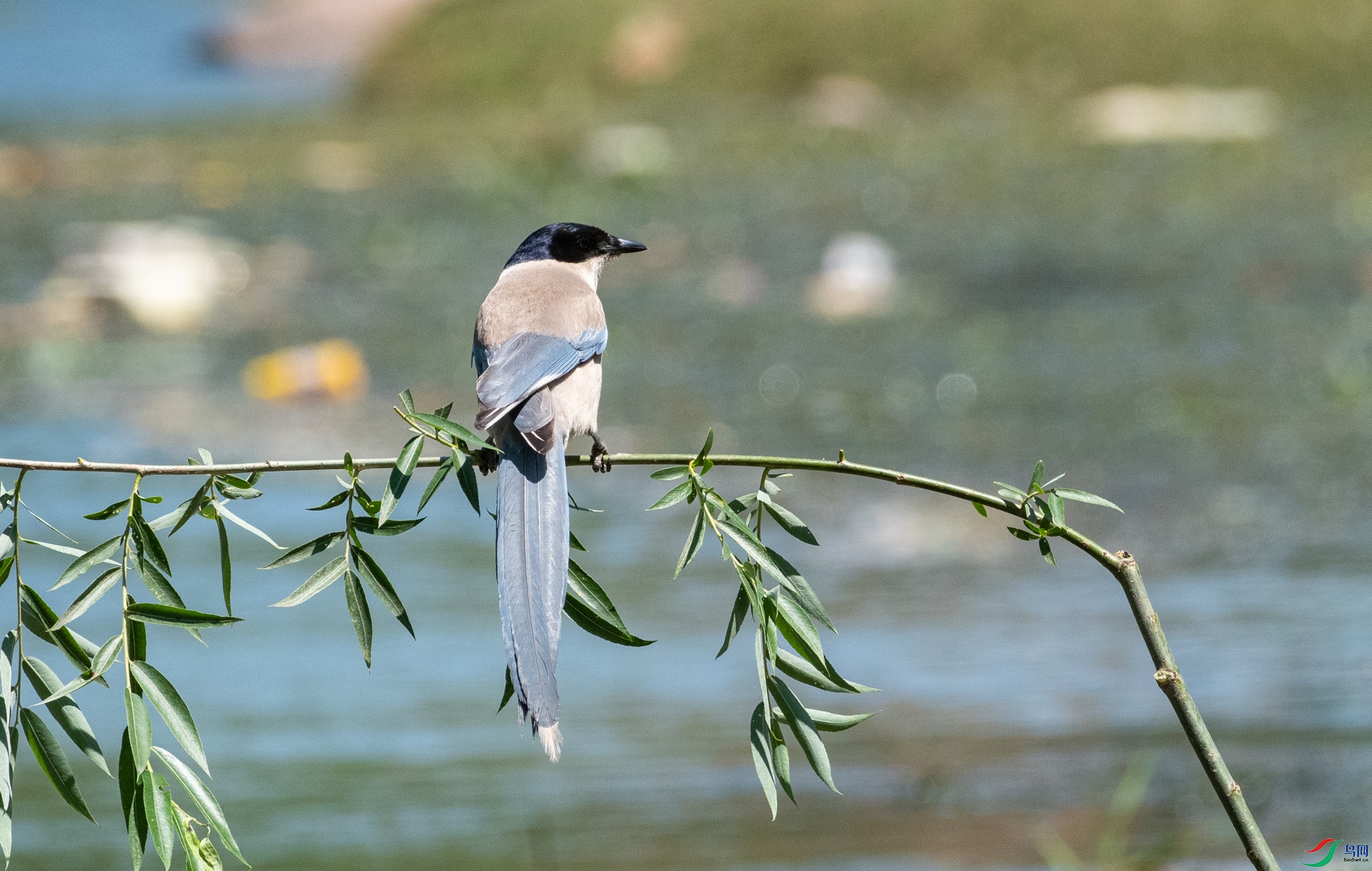 DSC_7379.jpg