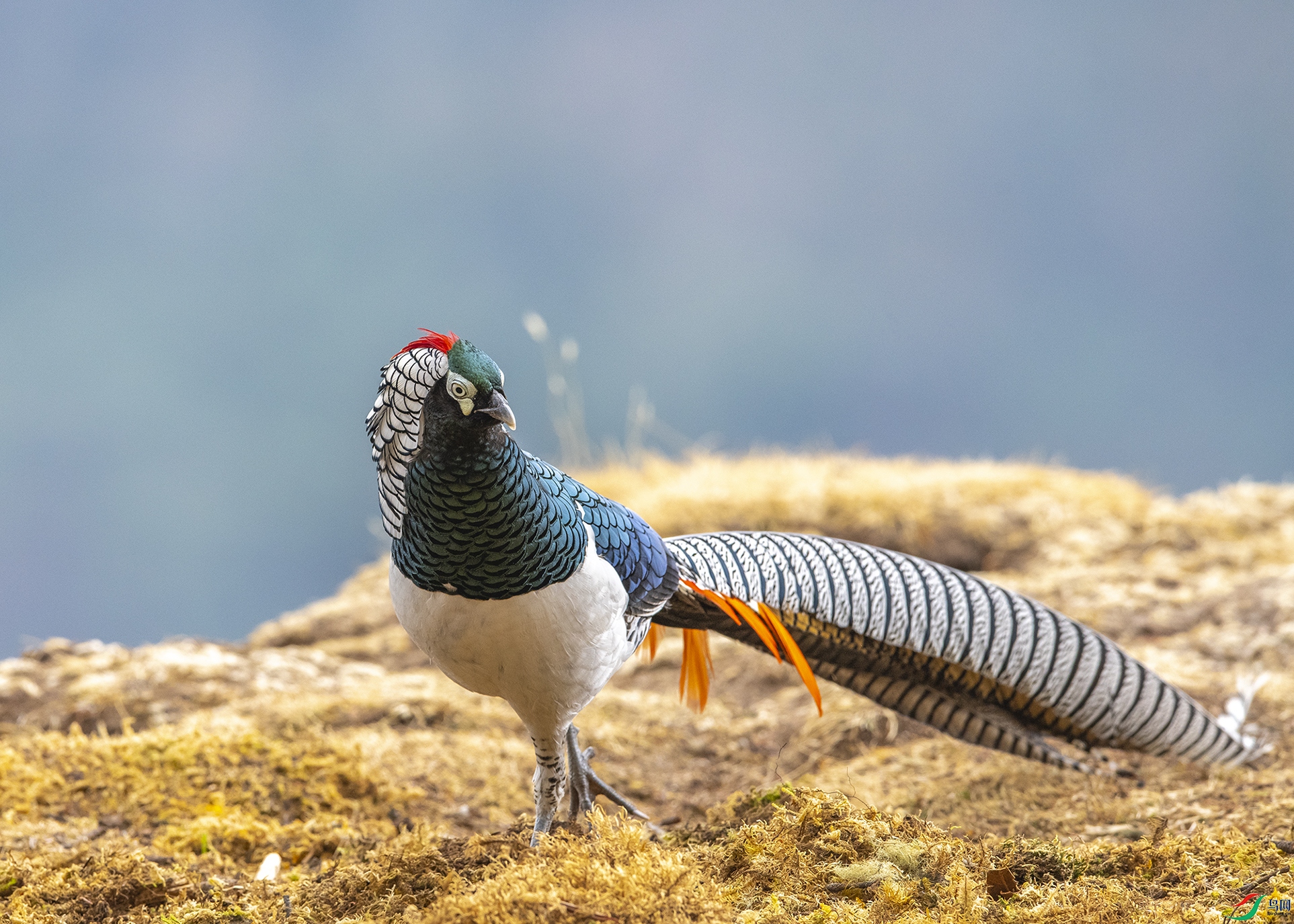 4427 ����.jpg