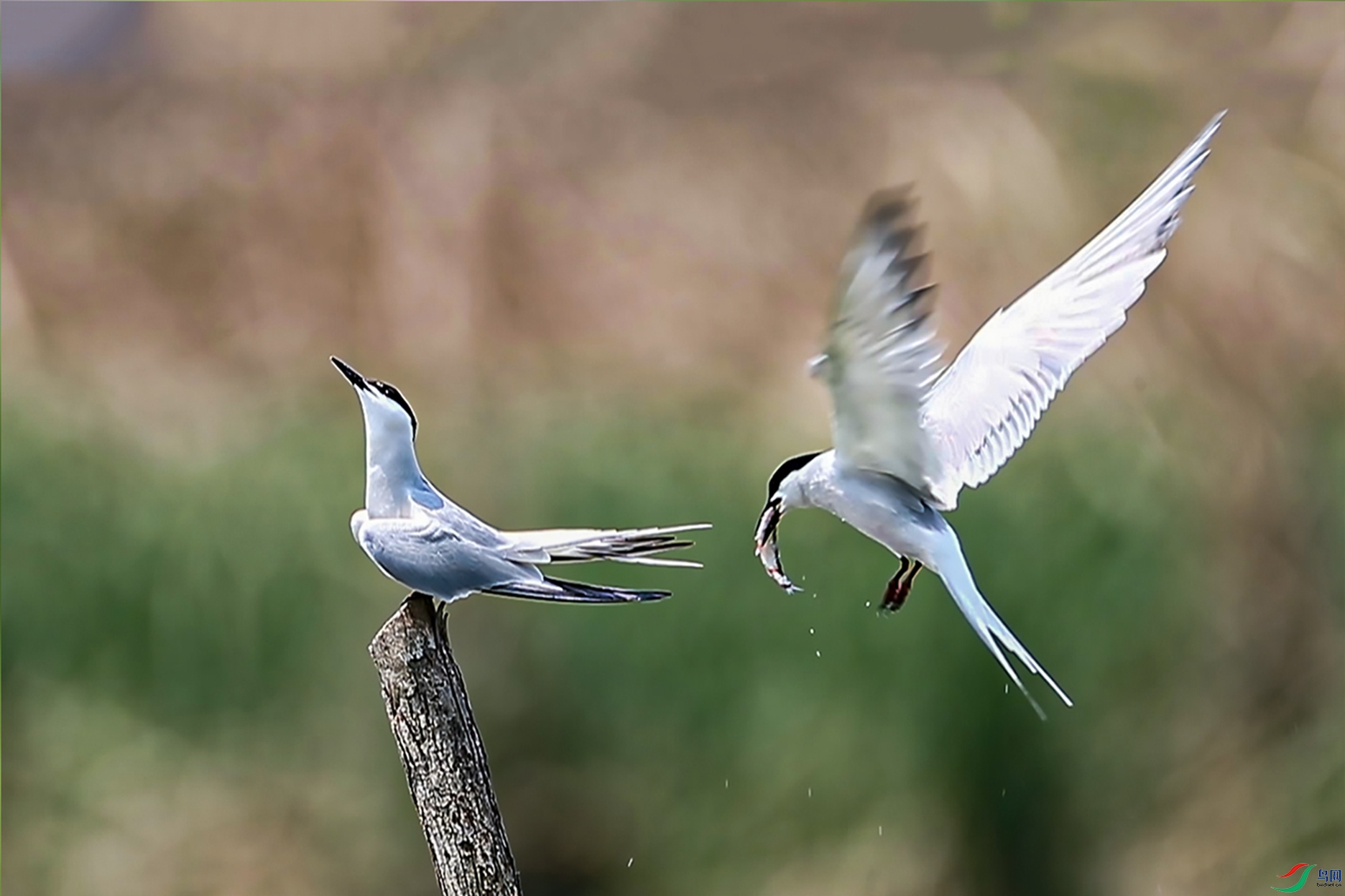 IMG_4268.jpg