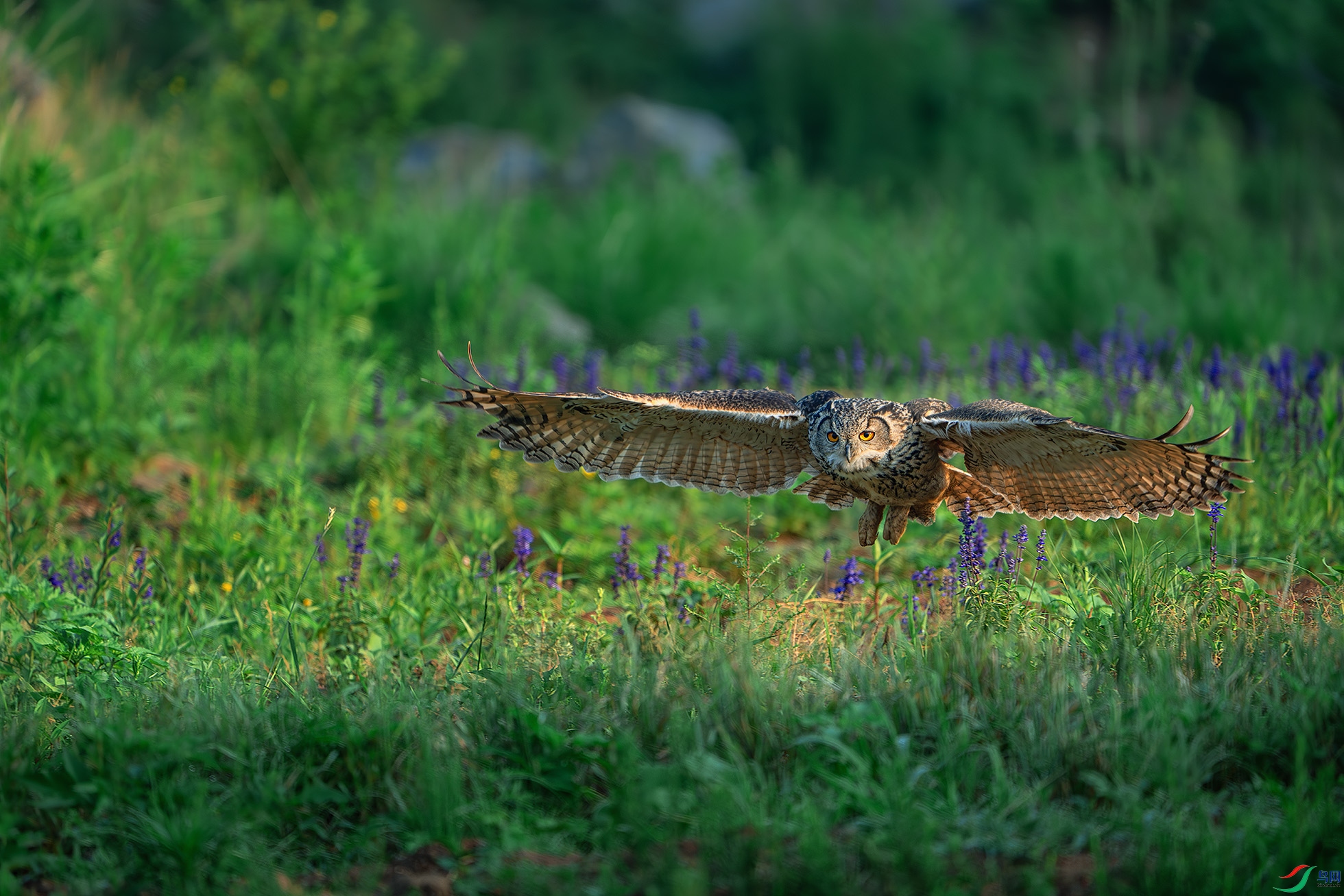 _DSC1395-����ǿ-NR-1 ����.jpg