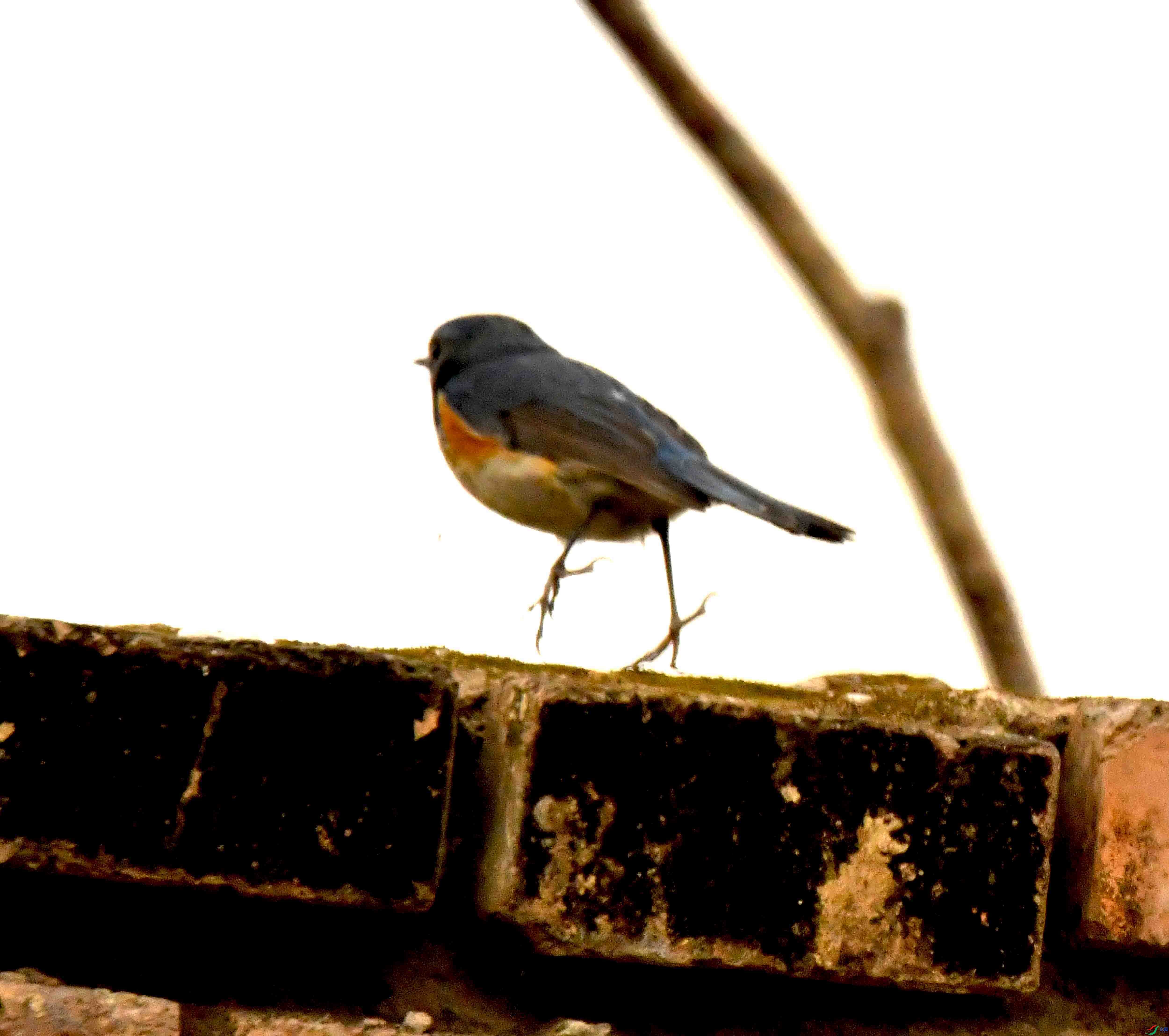 DSC_1347.JPG