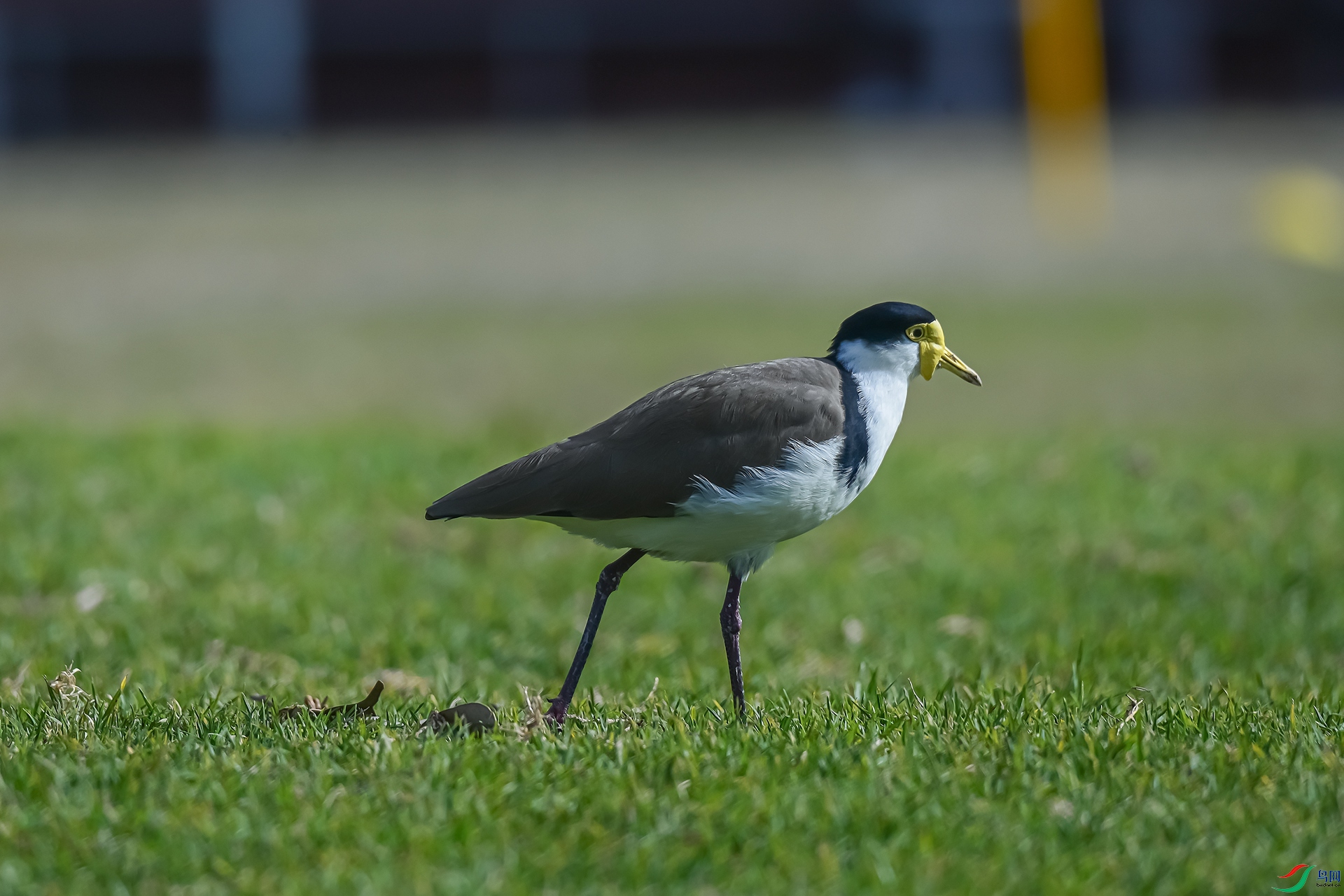 DSC_6935_����.jpg