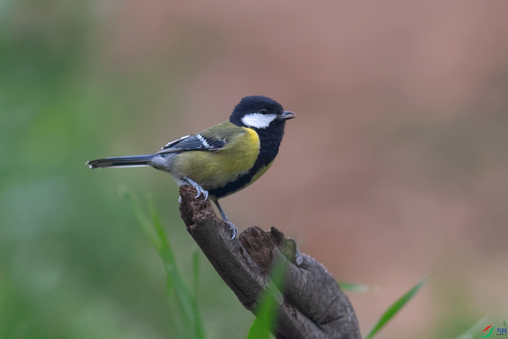 3DSC_7337_DxOa.jpg